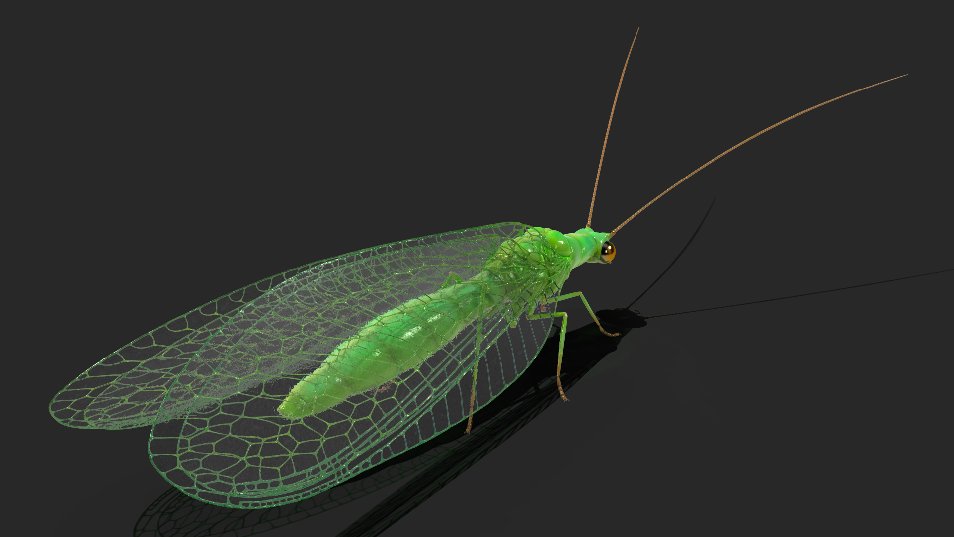 3D model Green Lacewing Rigged for Maya