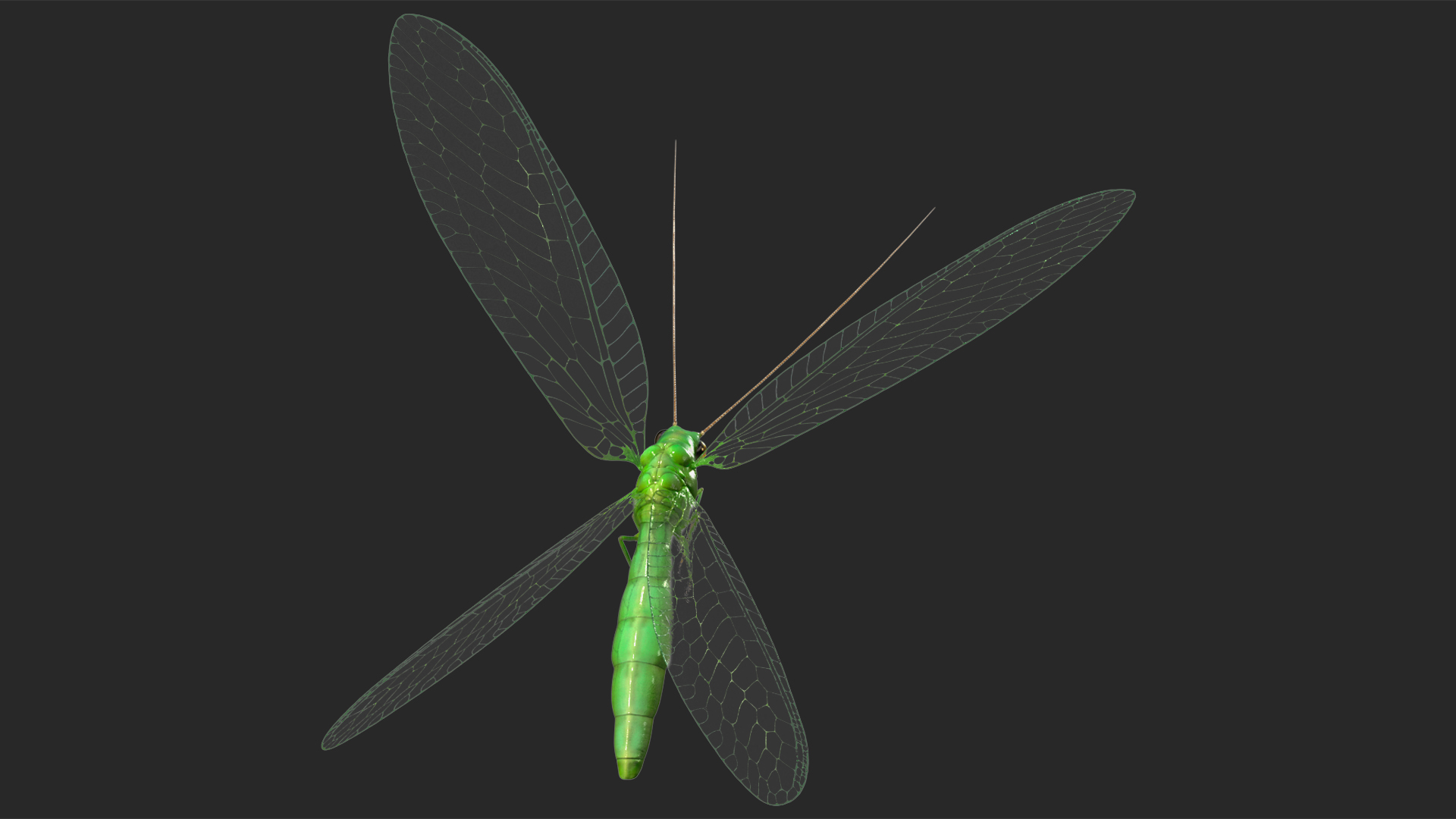 3D model Green Lacewing Rigged for Maya