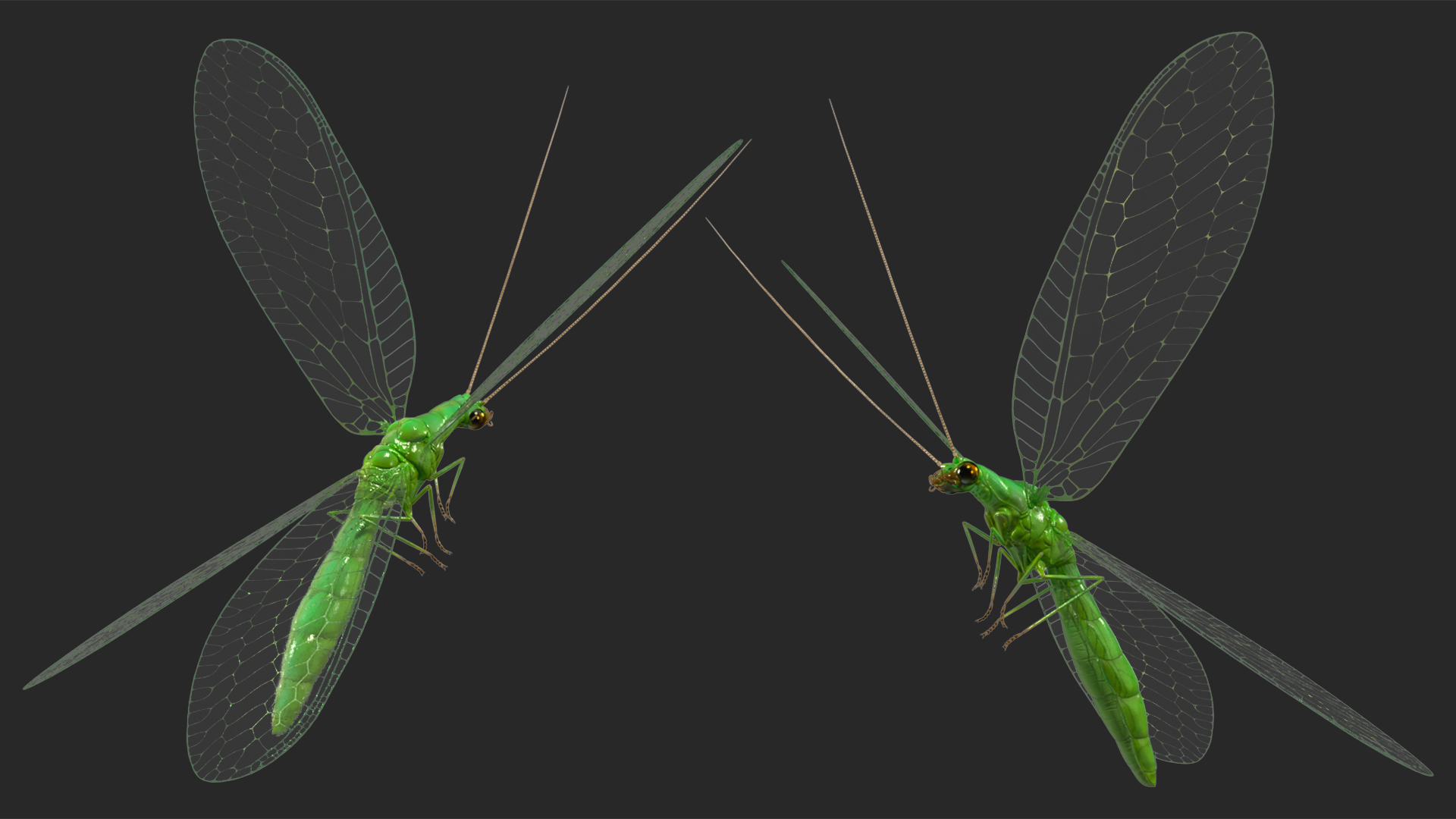 3D model Green Lacewing Rigged for Maya