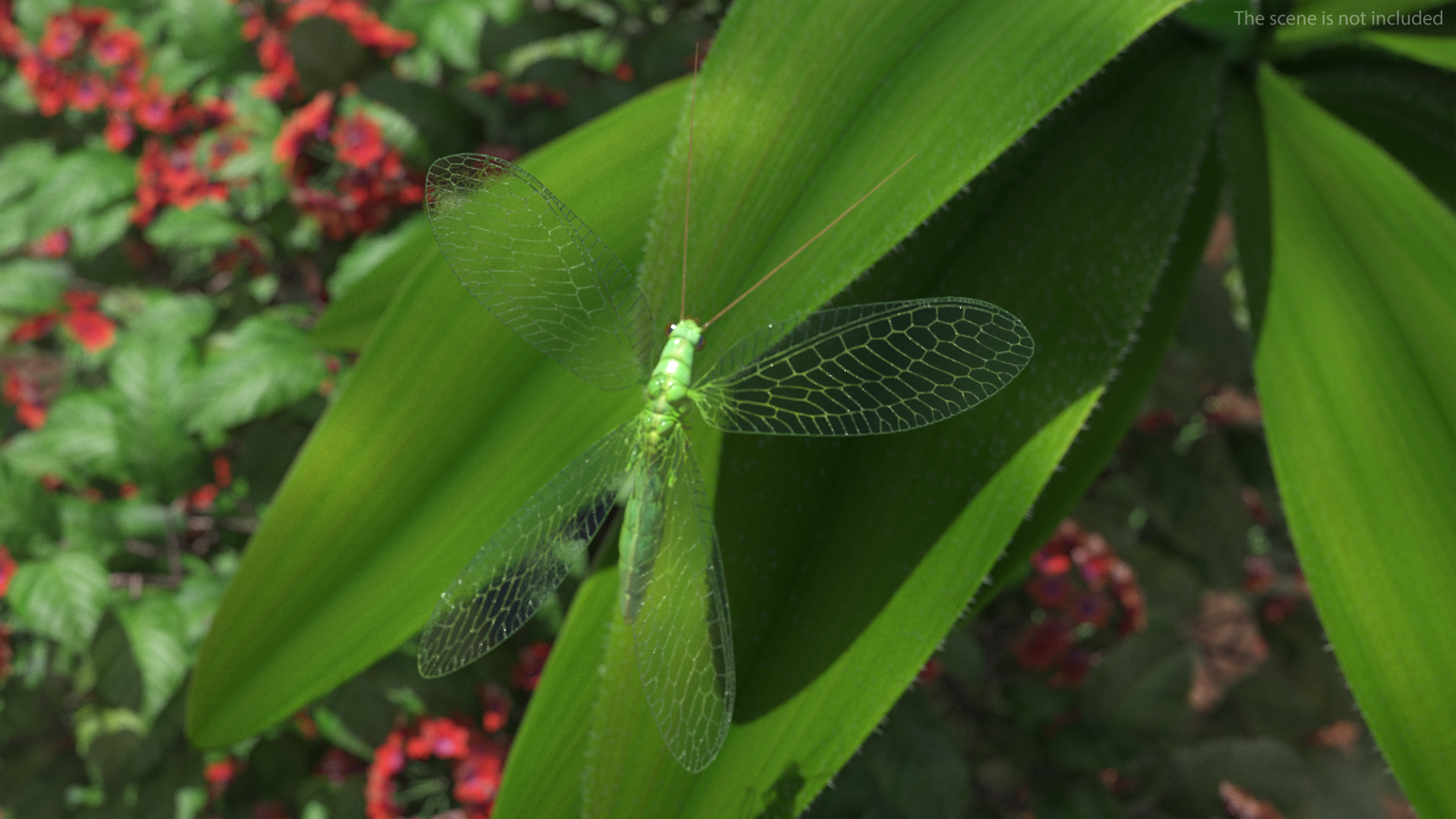 3D model Green Lacewing Rigged for Maya