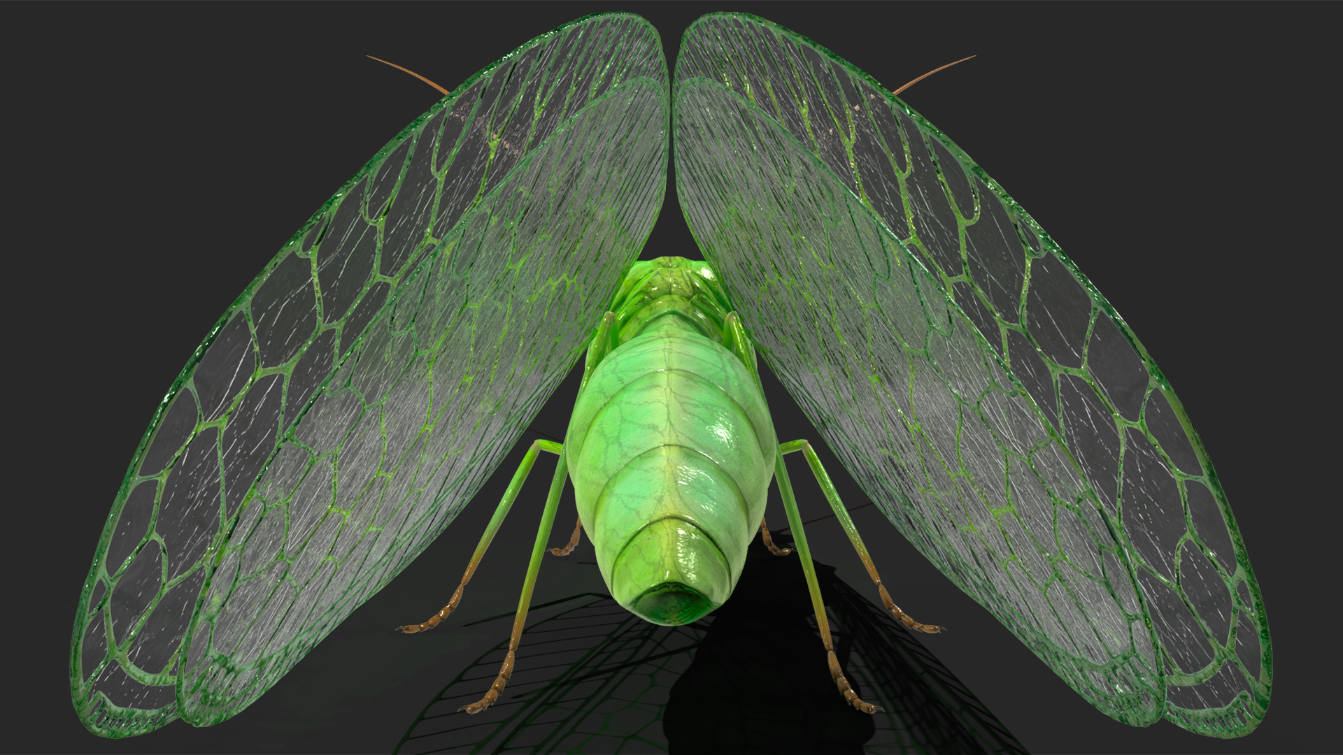 3D model Green Lacewing Rigged for Maya