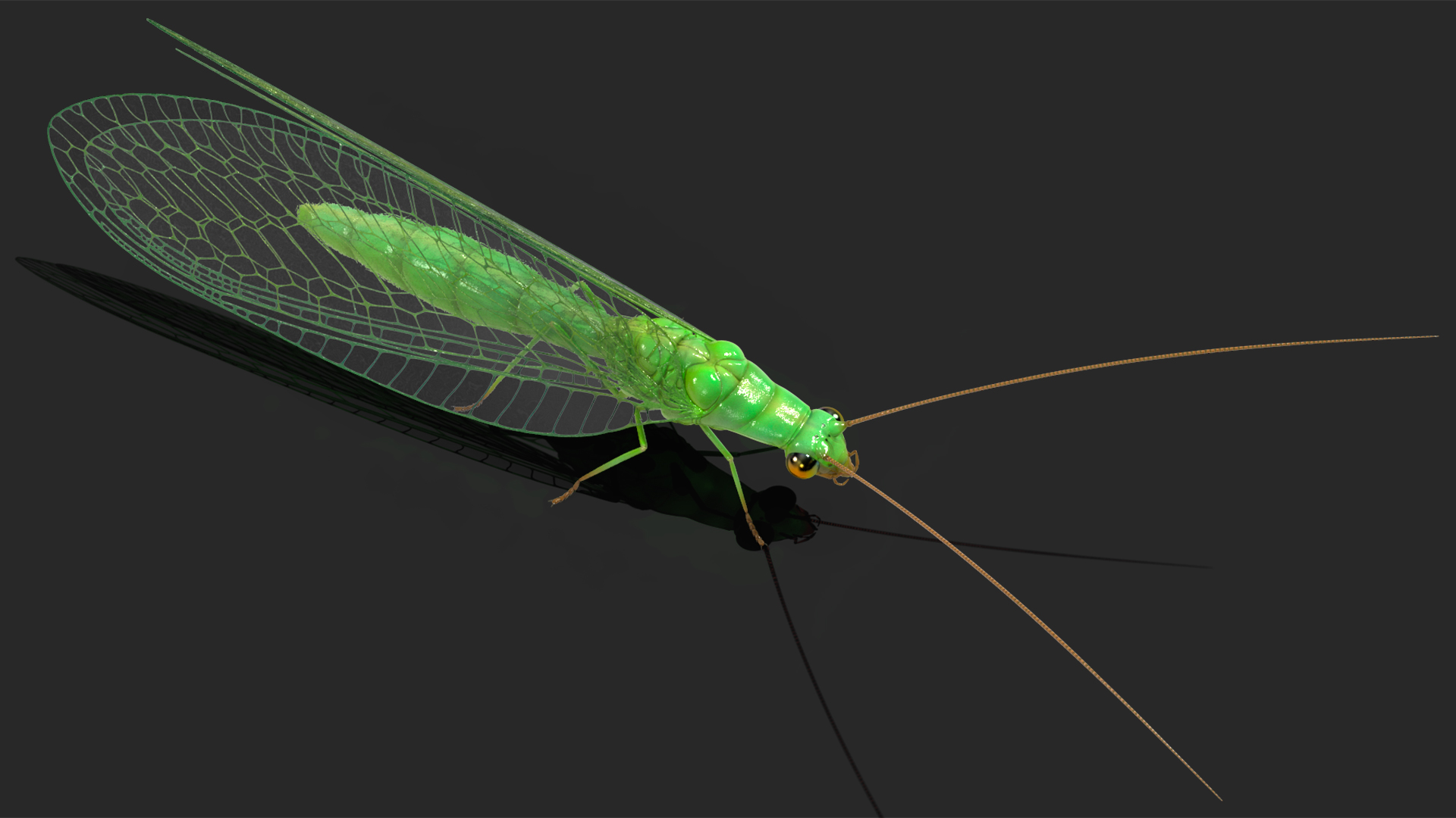 3D model Green Lacewing Rigged for Maya