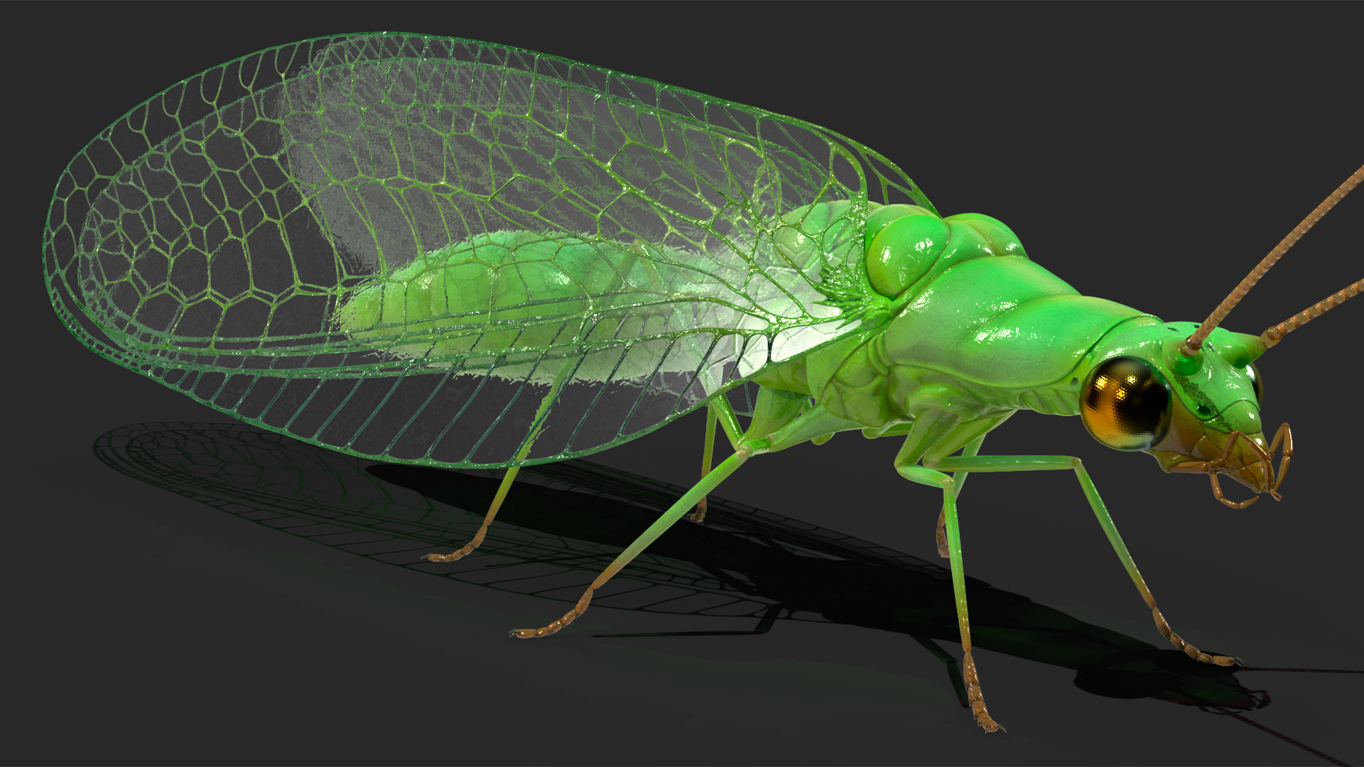 3D model Green Lacewing Rigged for Maya