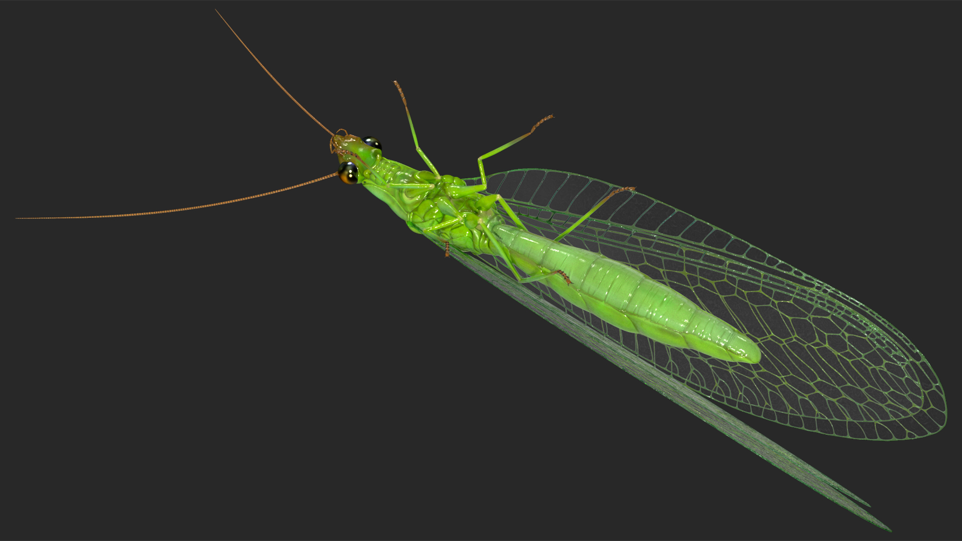 3D model Green Lacewing Rigged for Maya