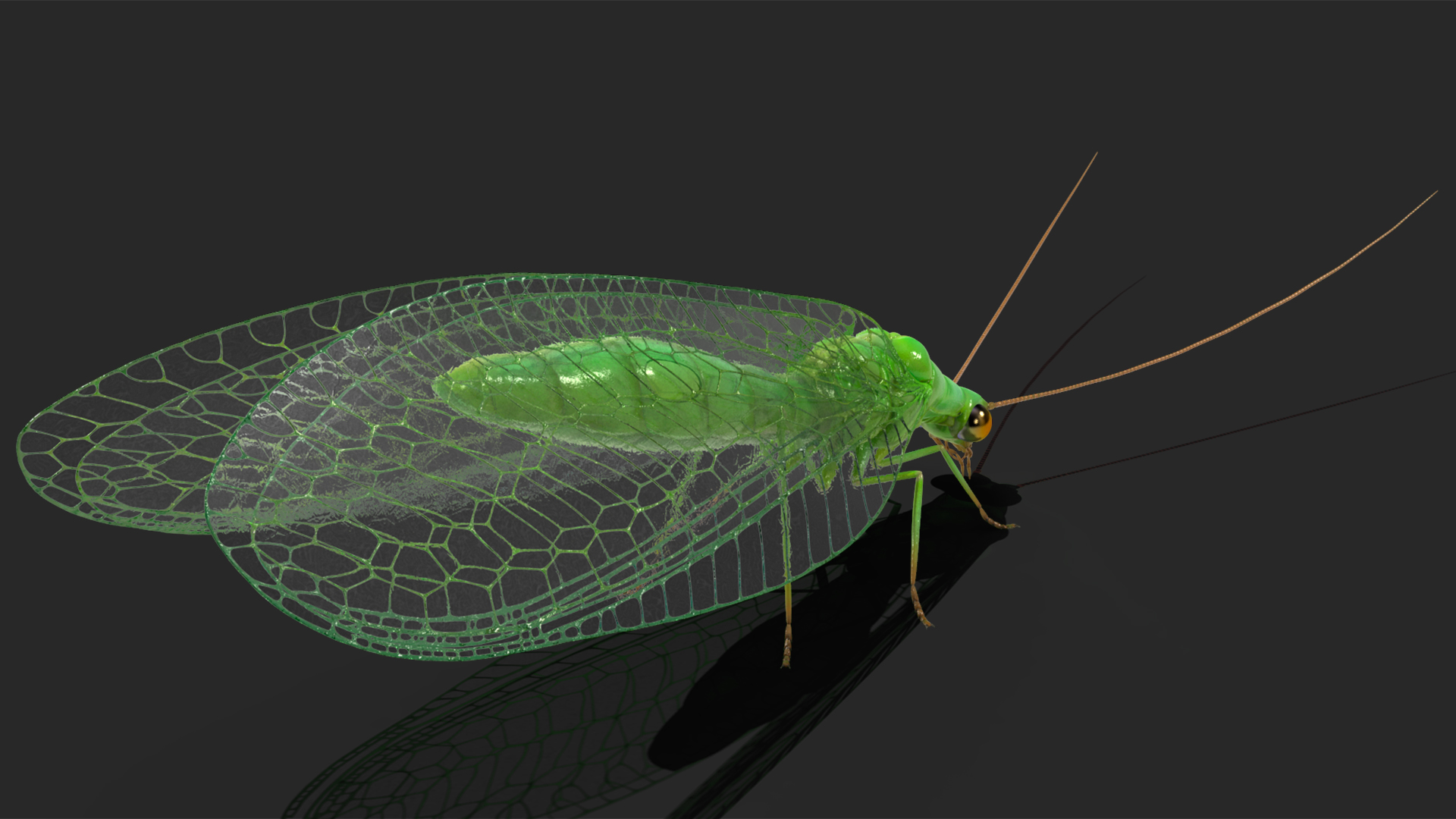 3D model Green Lacewing Rigged for Maya