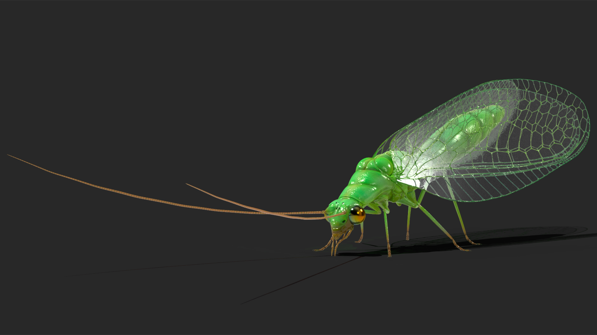 3D model Green Lacewing Rigged for Maya