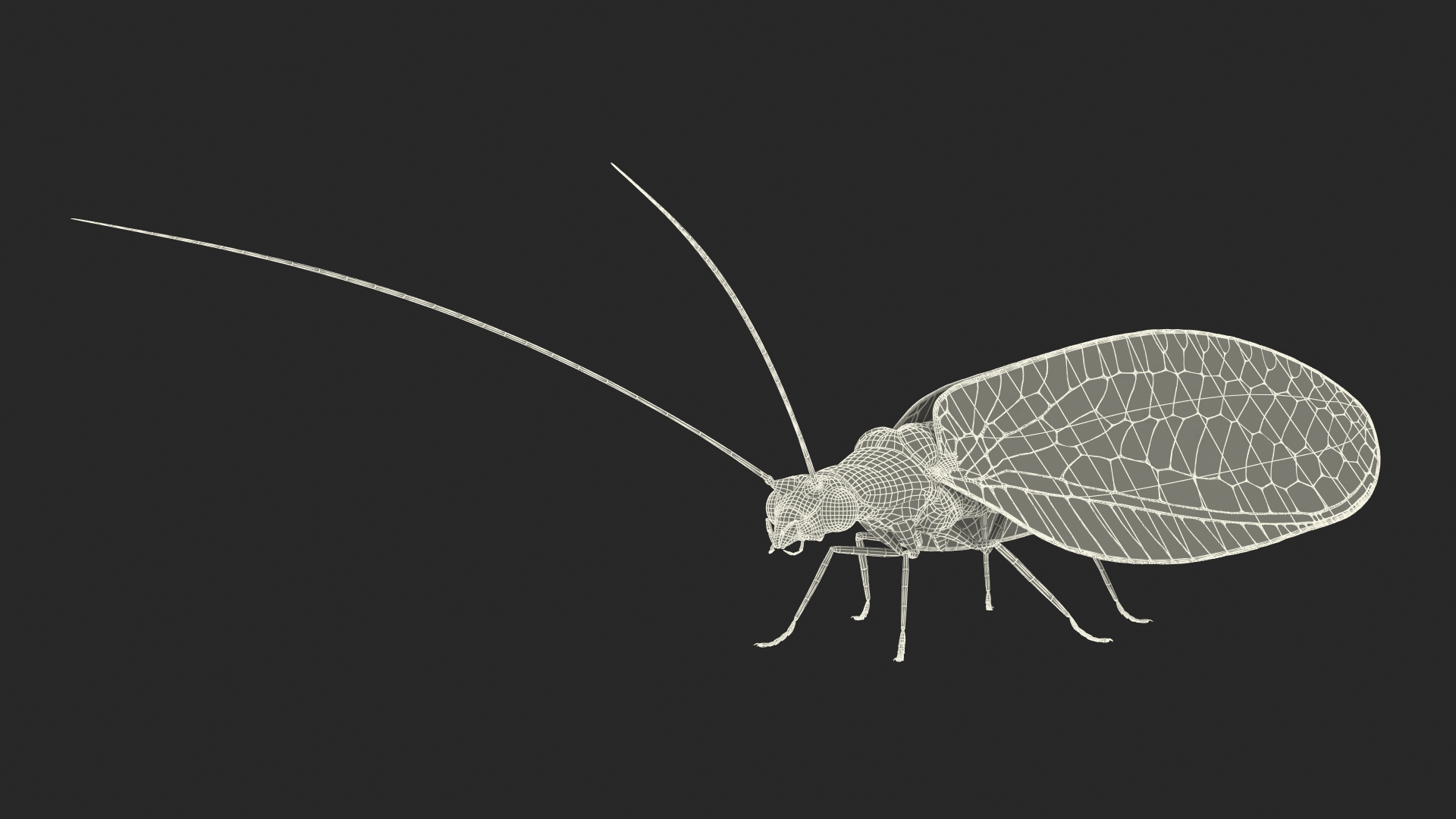 3D model Green Lacewing Rigged for Maya