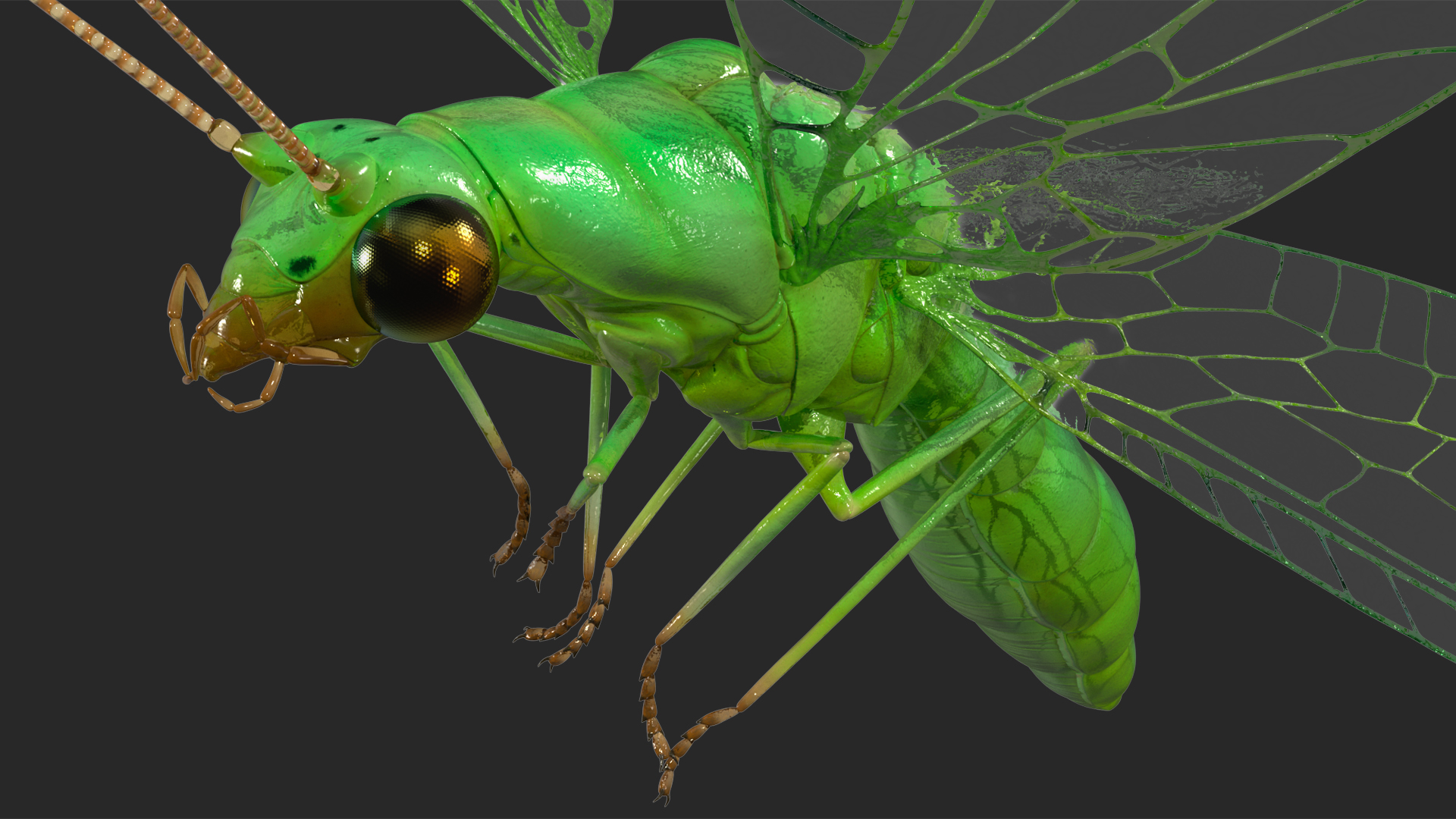 3D model Green Lacewing Rigged for Maya