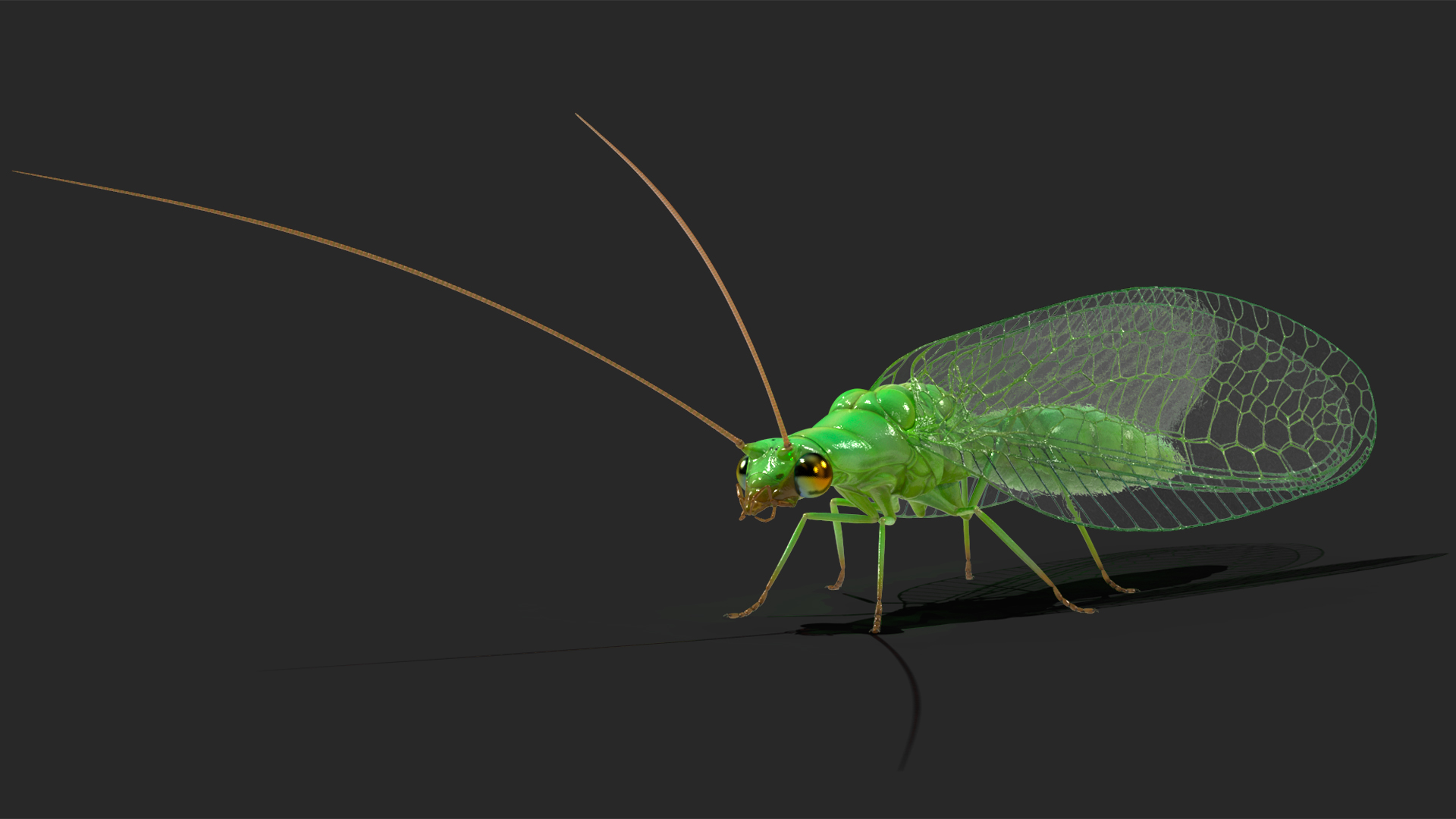 3D model Green Lacewing Rigged for Maya