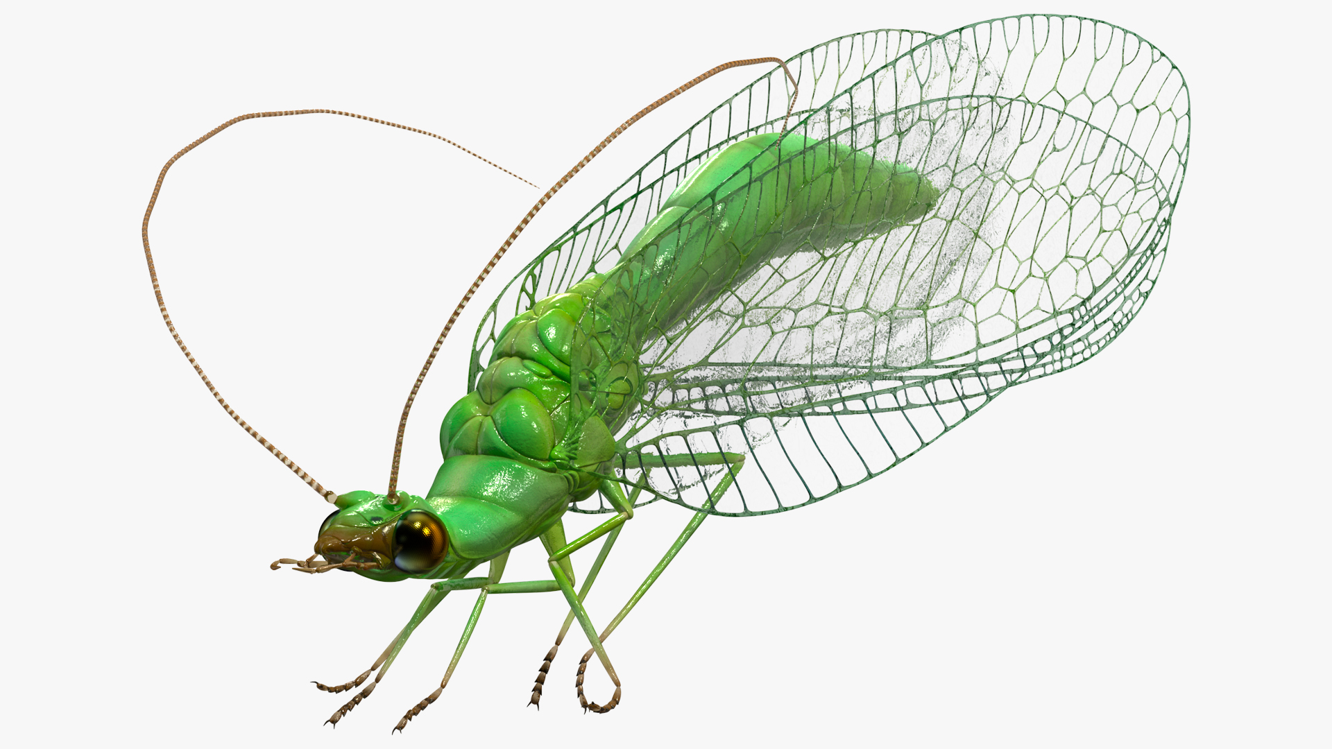 3D model Green Lacewing Rigged for Maya