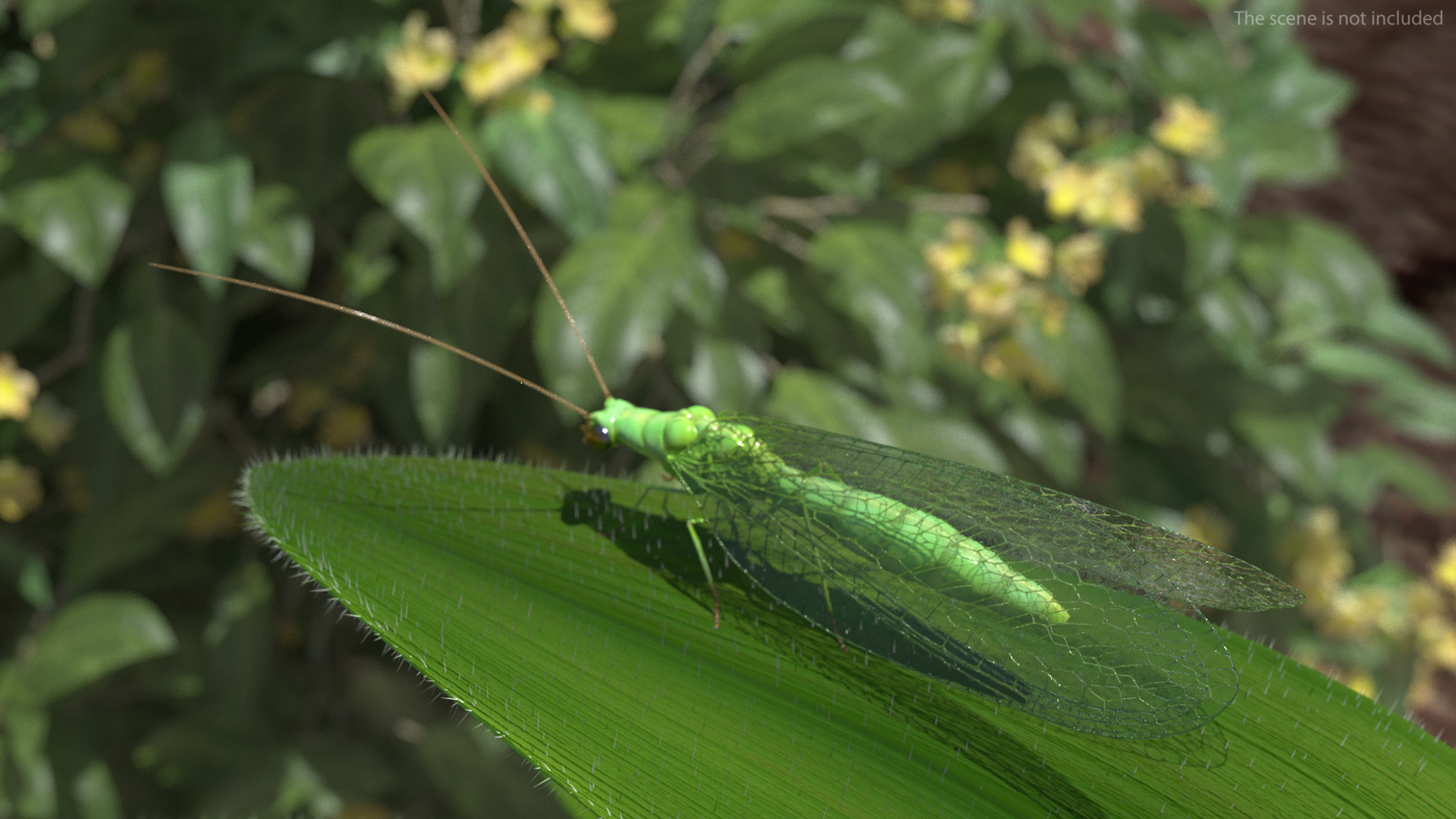 3D model Green Lacewing Rigged for Maya