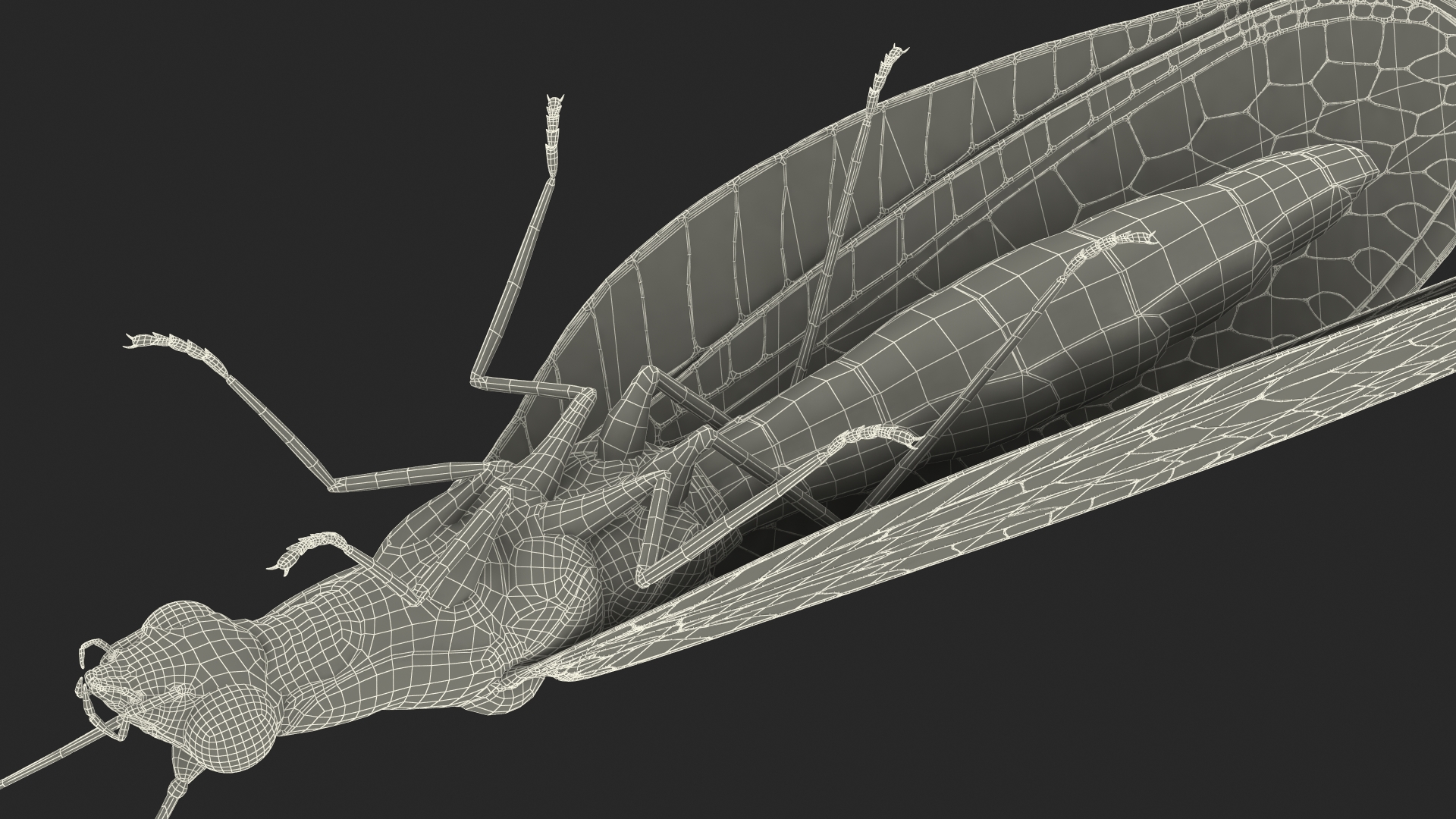 3D model Green Lacewing Rigged for Maya