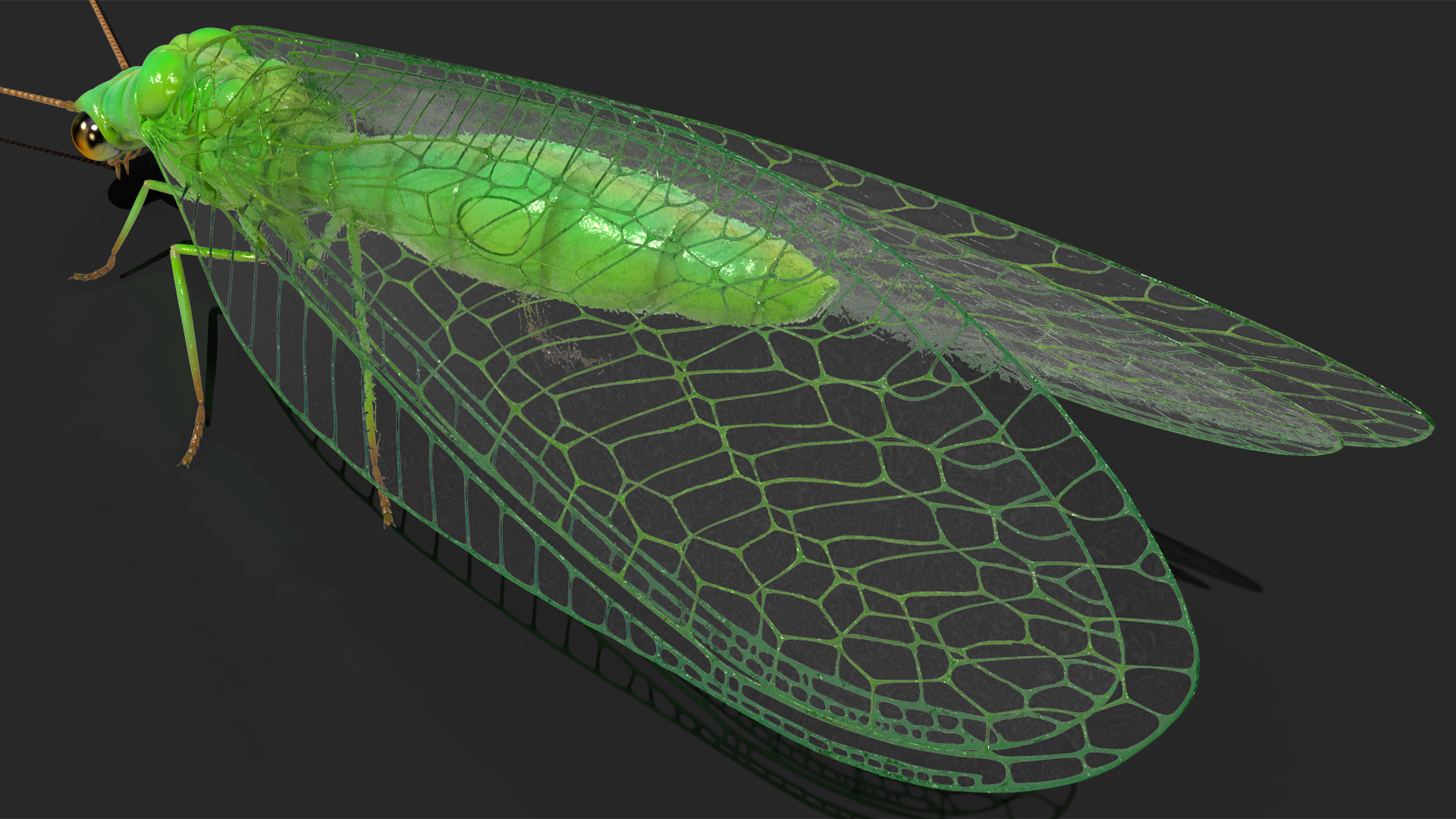 3D model Green Lacewing Rigged for Maya