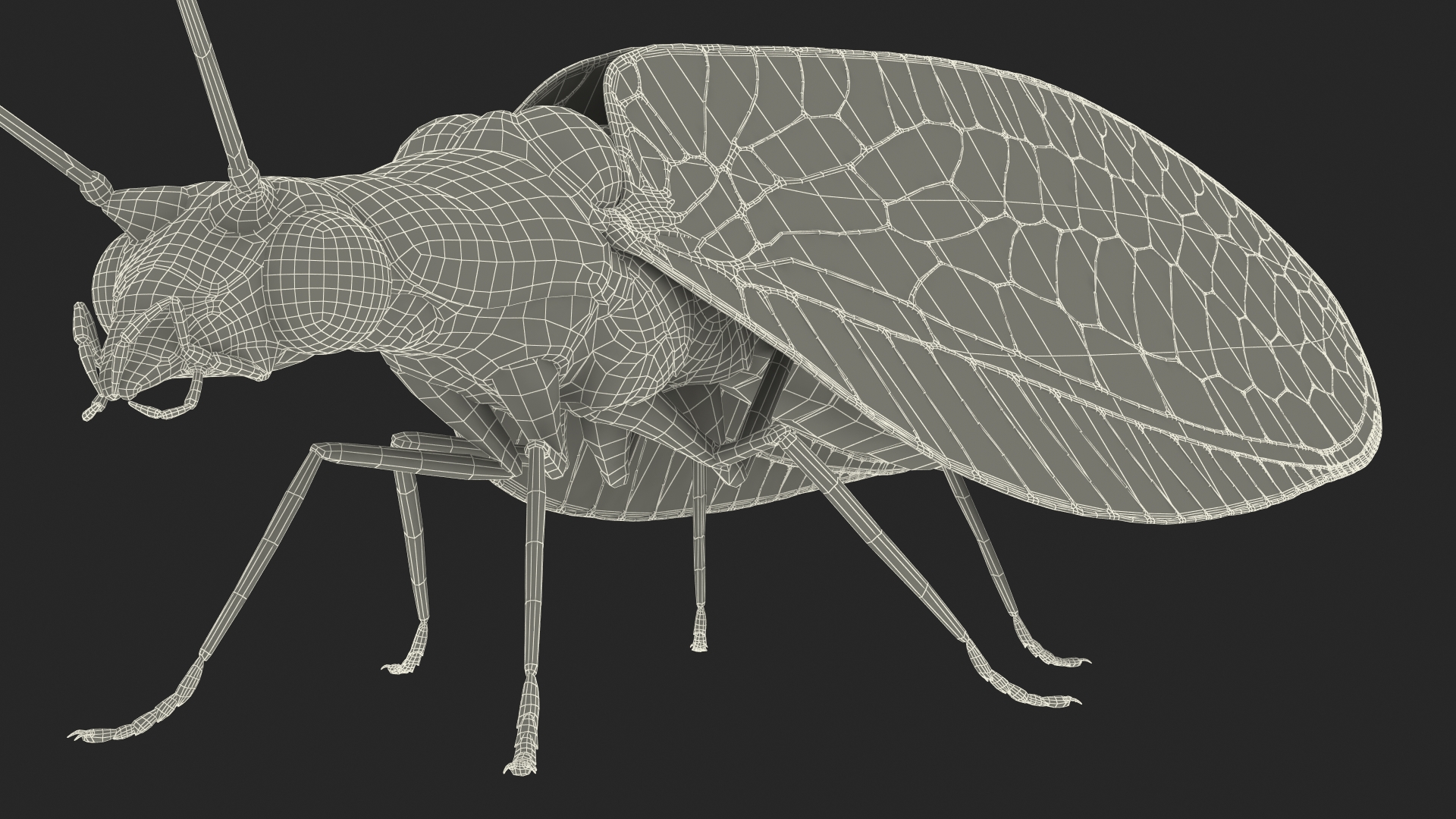 3D model Green Lacewing Rigged for Maya