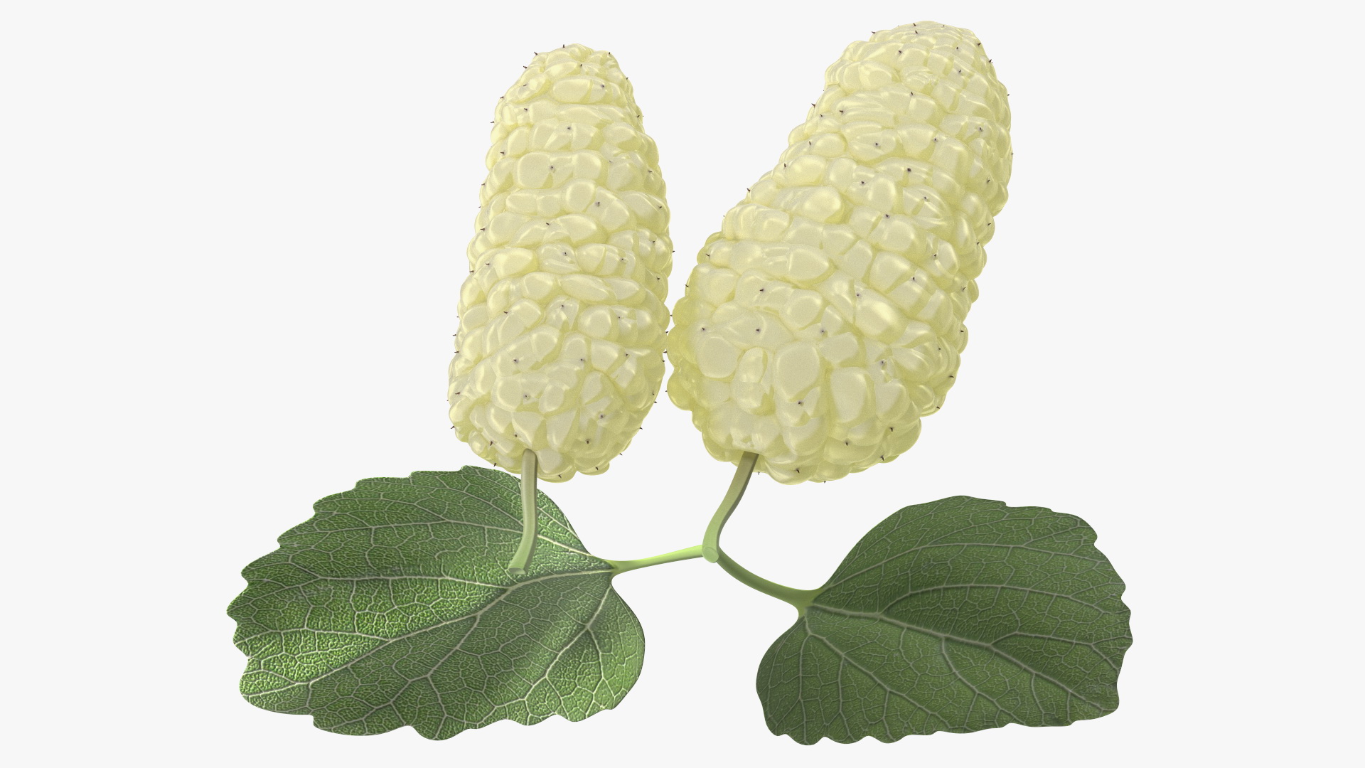 Mulberry Fruit White with Leaves 3D