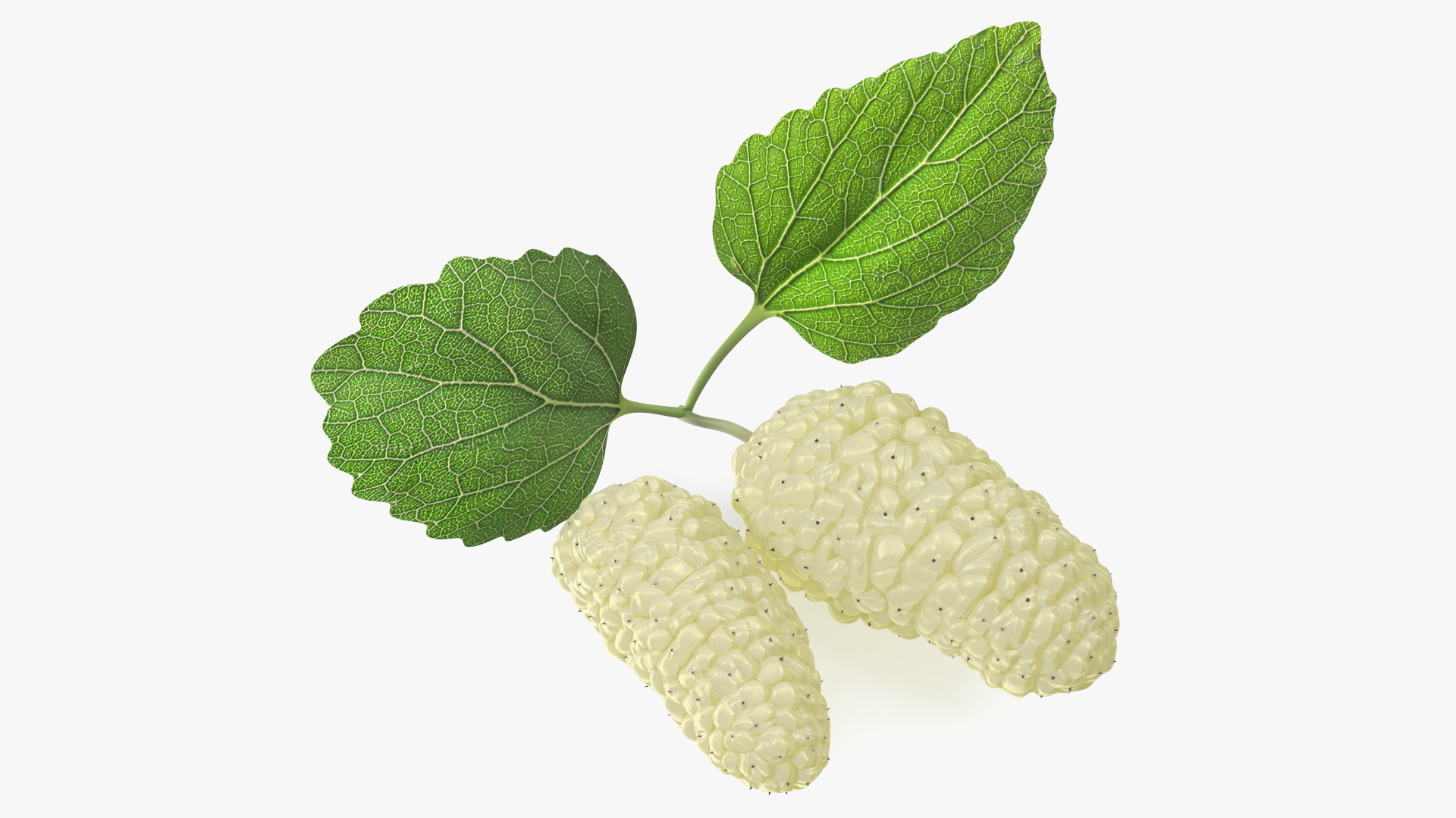 Mulberry Fruit White with Leaves 3D