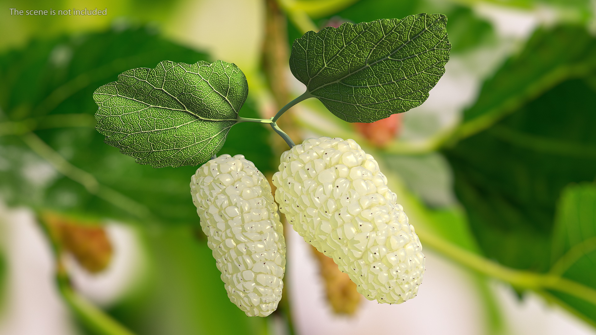 Mulberry Fruit White with Leaves 3D