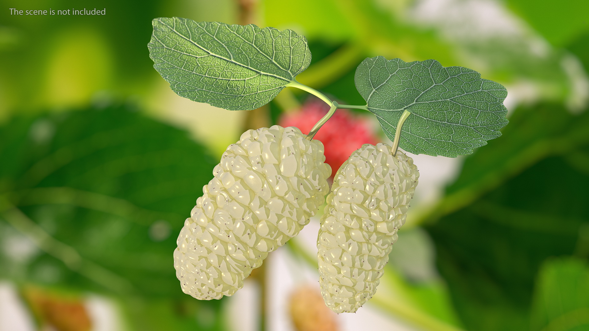 Mulberry Fruit White with Leaves 3D