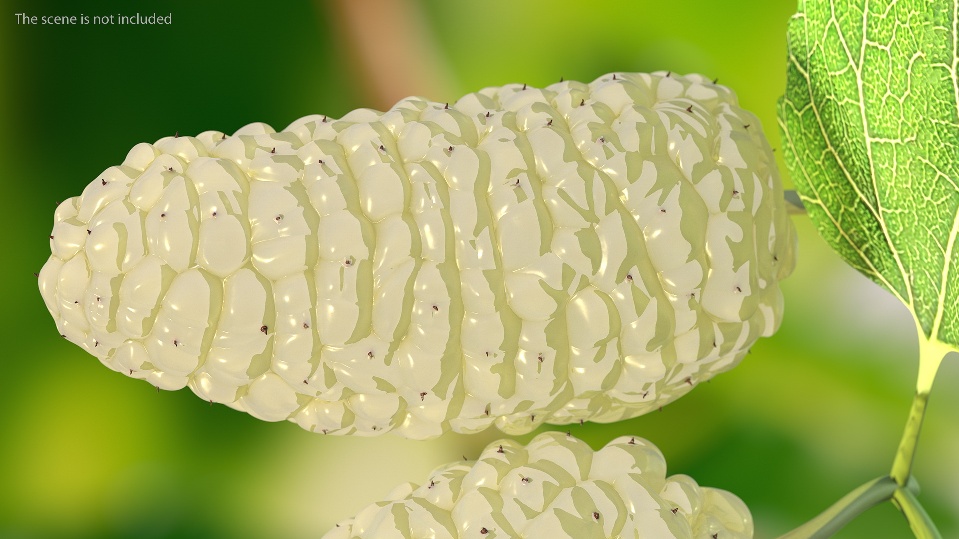 Mulberry Fruit White with Leaves 3D