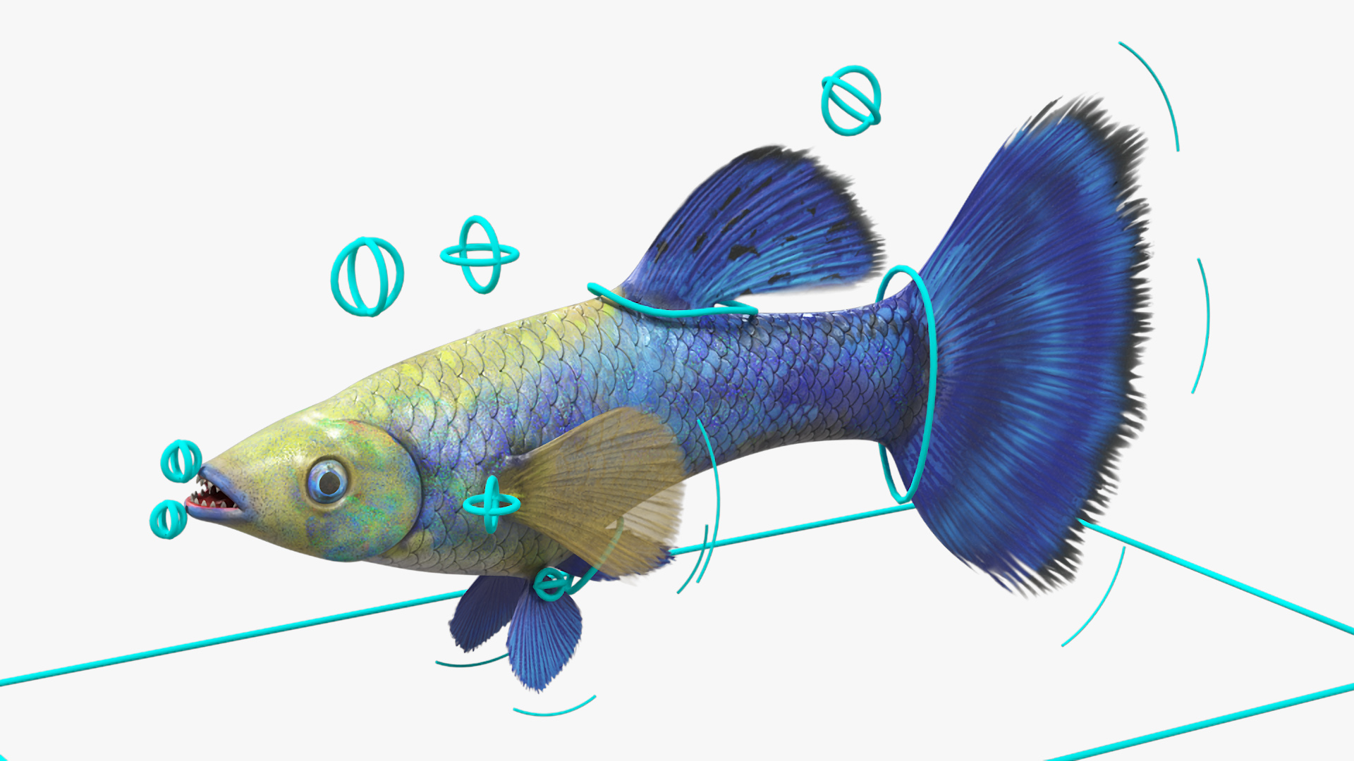 3D model Guppy Fish Blue Diamond Rigged