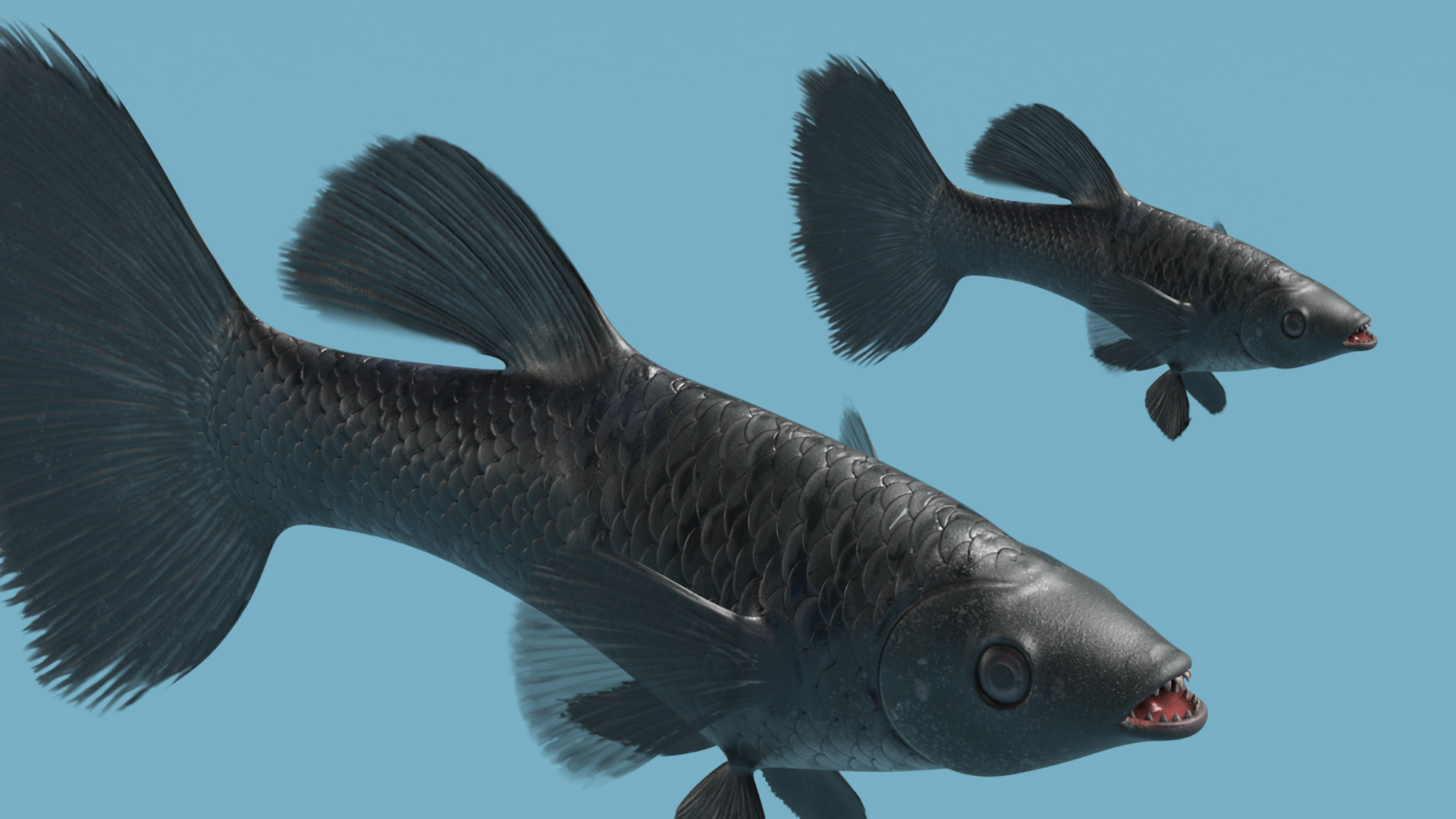 3D model Guppy Fish Black Prince Rigged