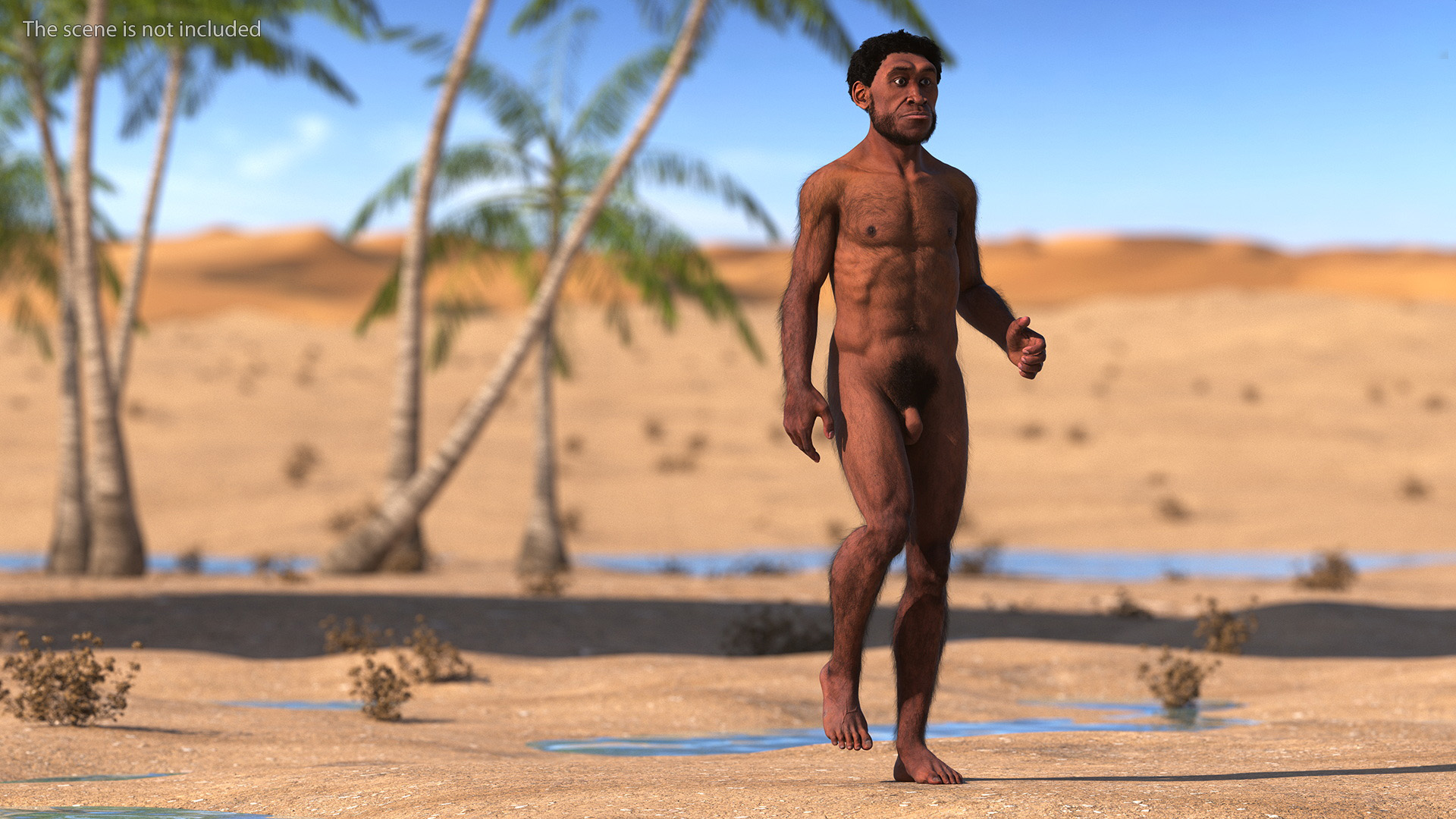 3D Homo Erectus Fur Rigged model