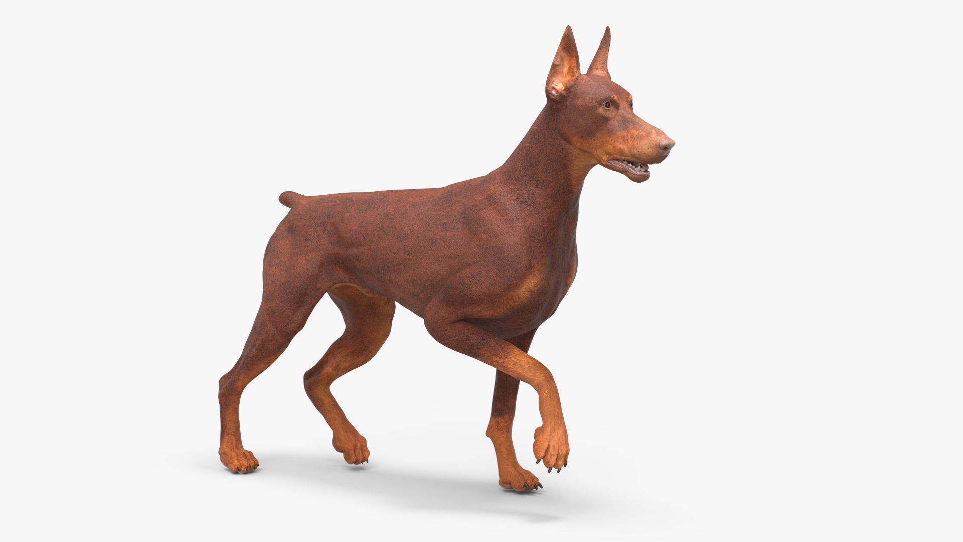 Doberman Dog Brown Rigged for Maya 3D model