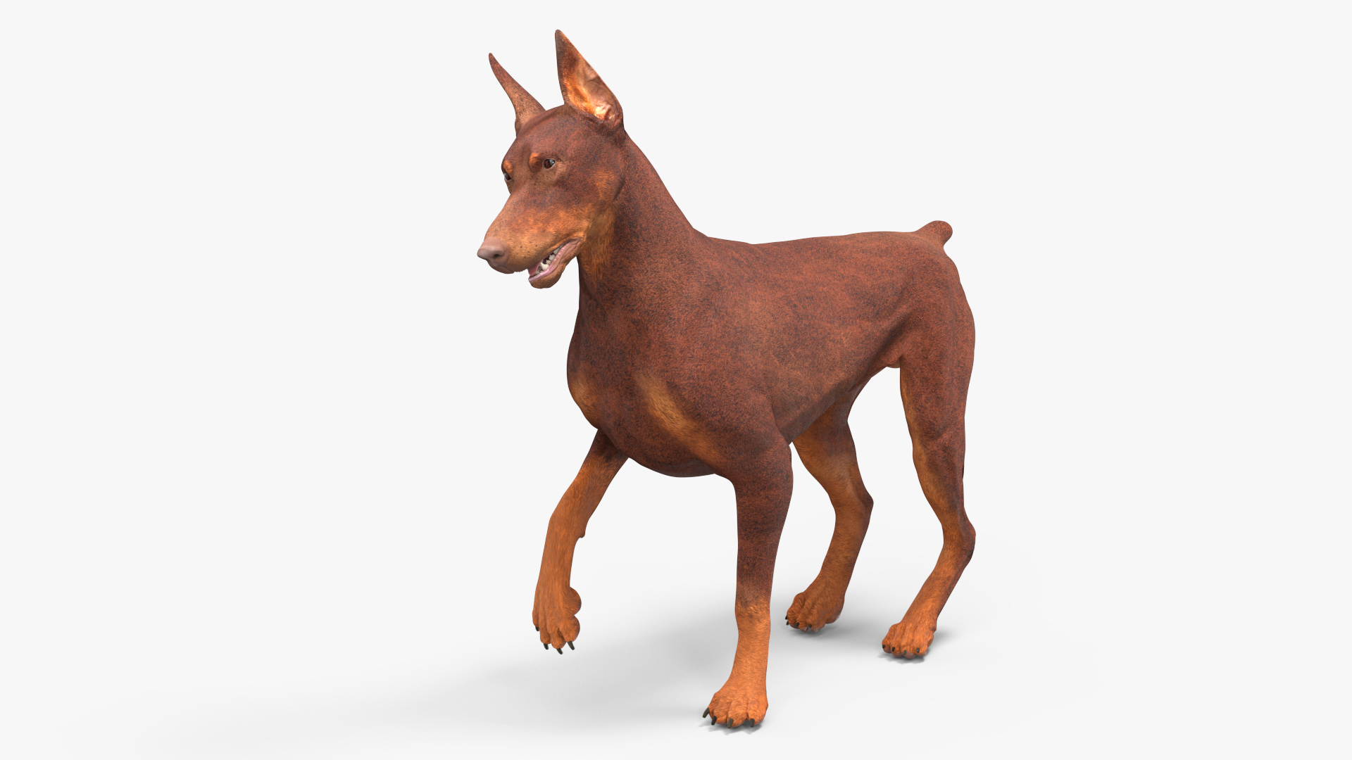 Doberman Dog Brown Rigged for Maya 3D model