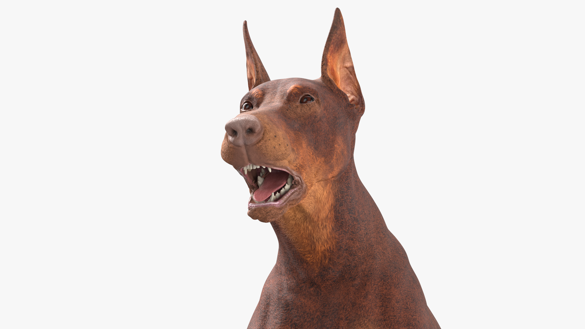 Doberman Dog Brown Rigged for Cinema 4D 3D model