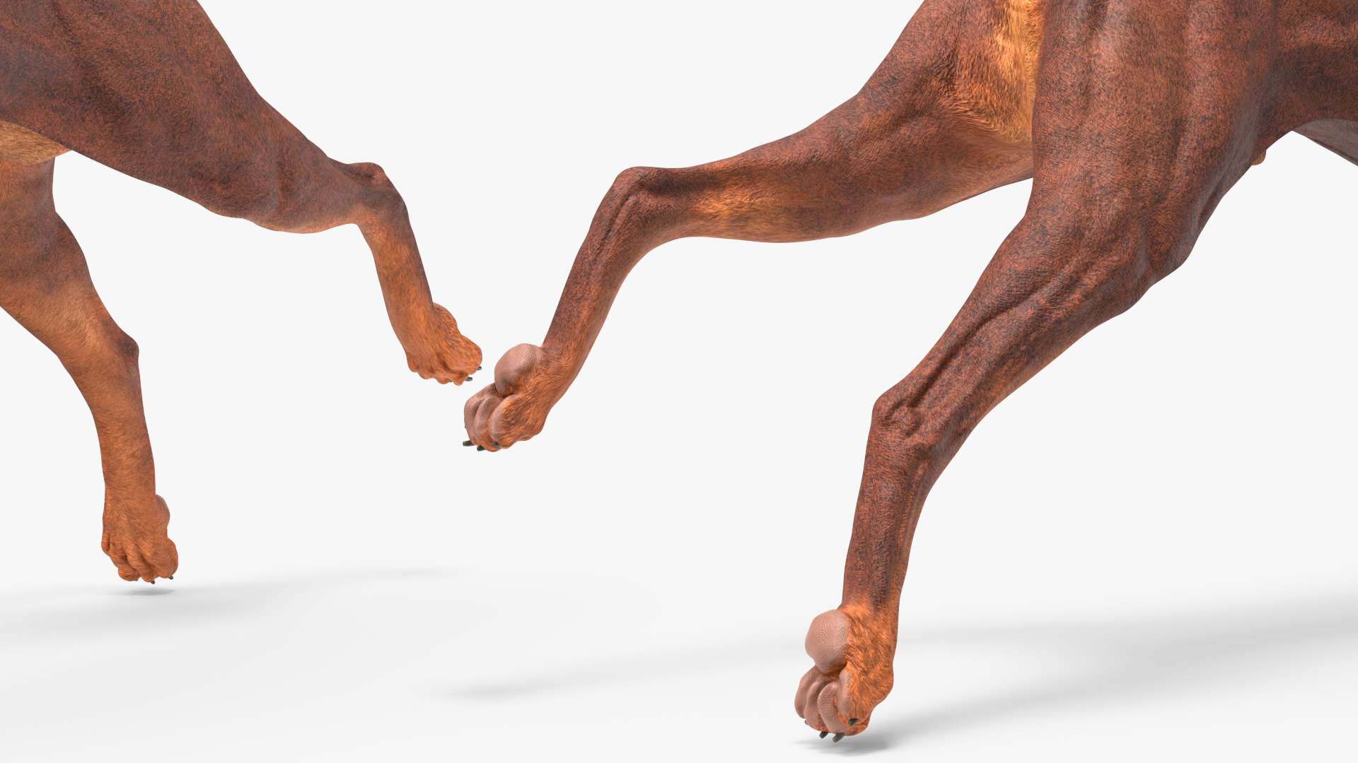 3D model Doberman Dog Brown Rigged