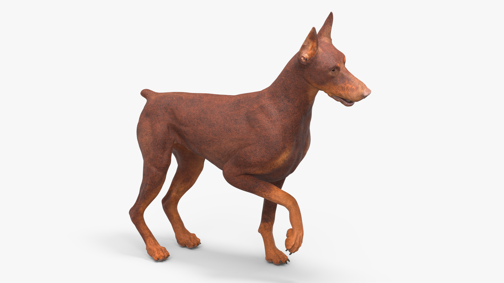 3D model Doberman Dog Brown Rigged