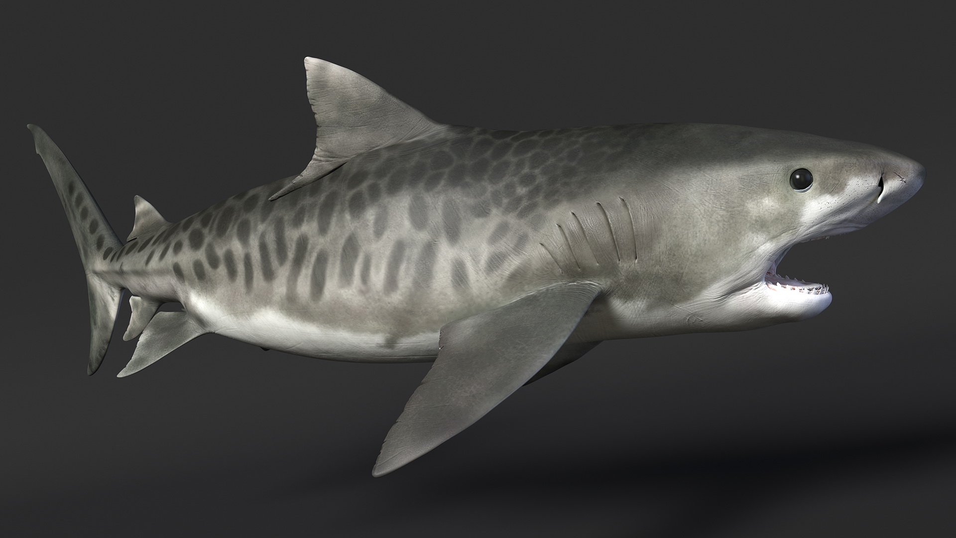 3D Tiger Shark Attacking