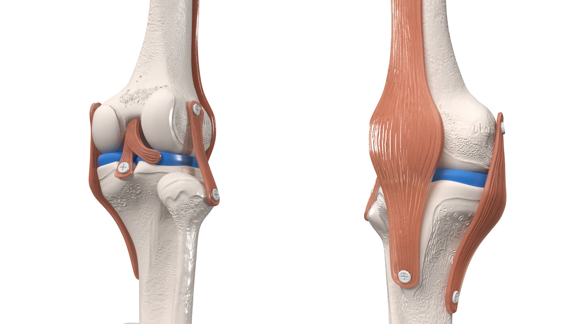 3D model Anatomical Model of Knee Joint