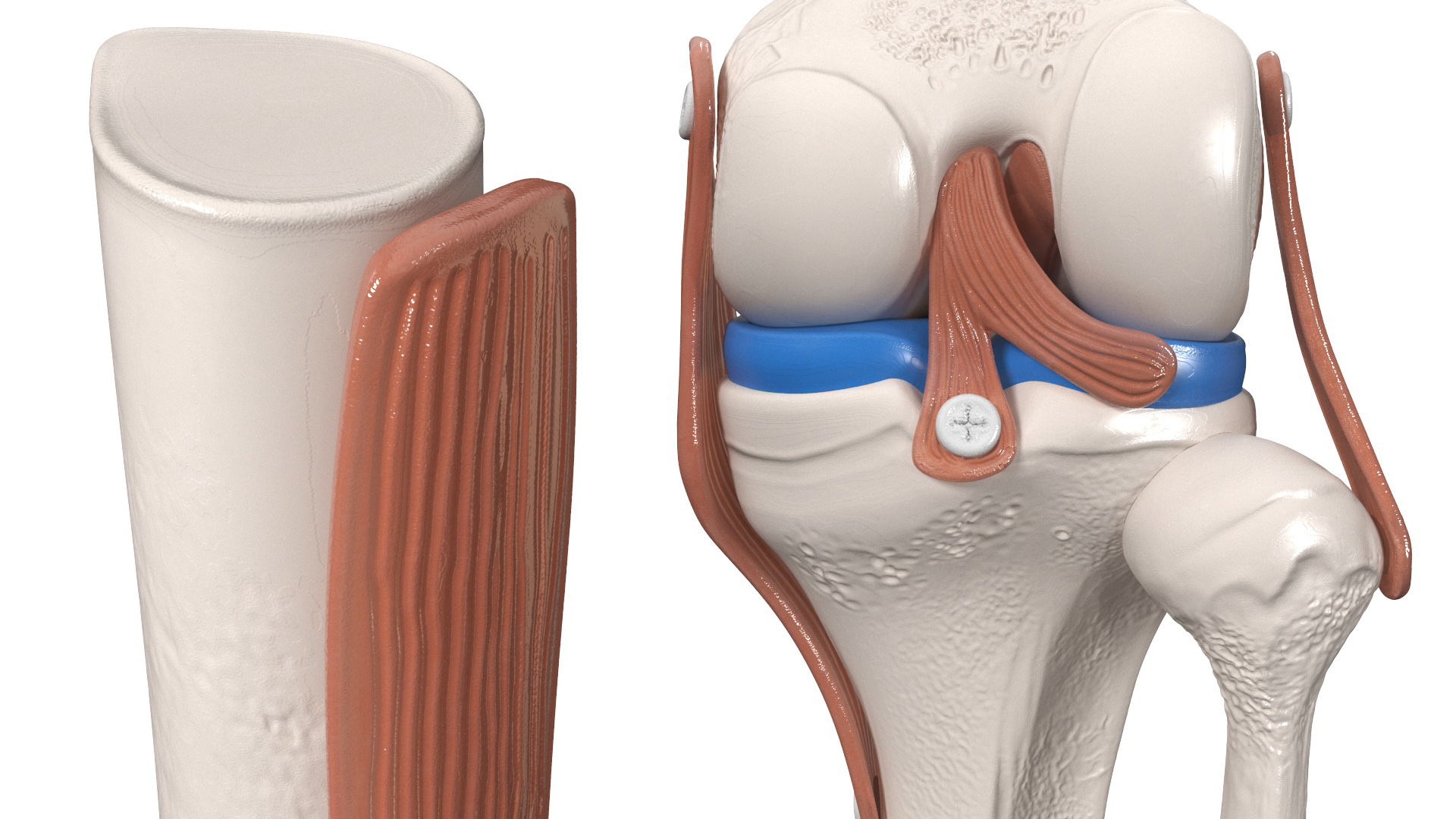 3D model Anatomical Model of Knee Joint