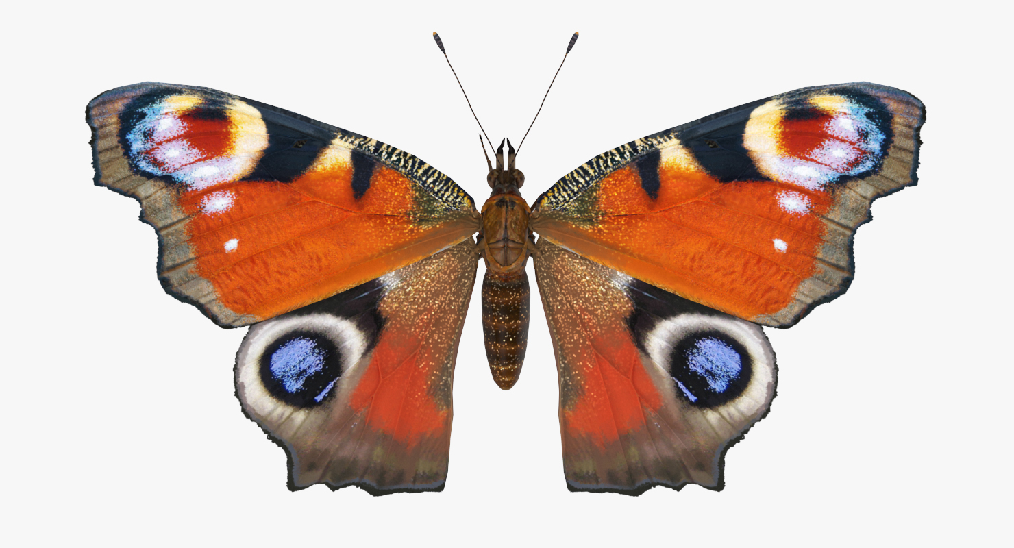 European Peacock Butterfly Sitting Pose 3D model