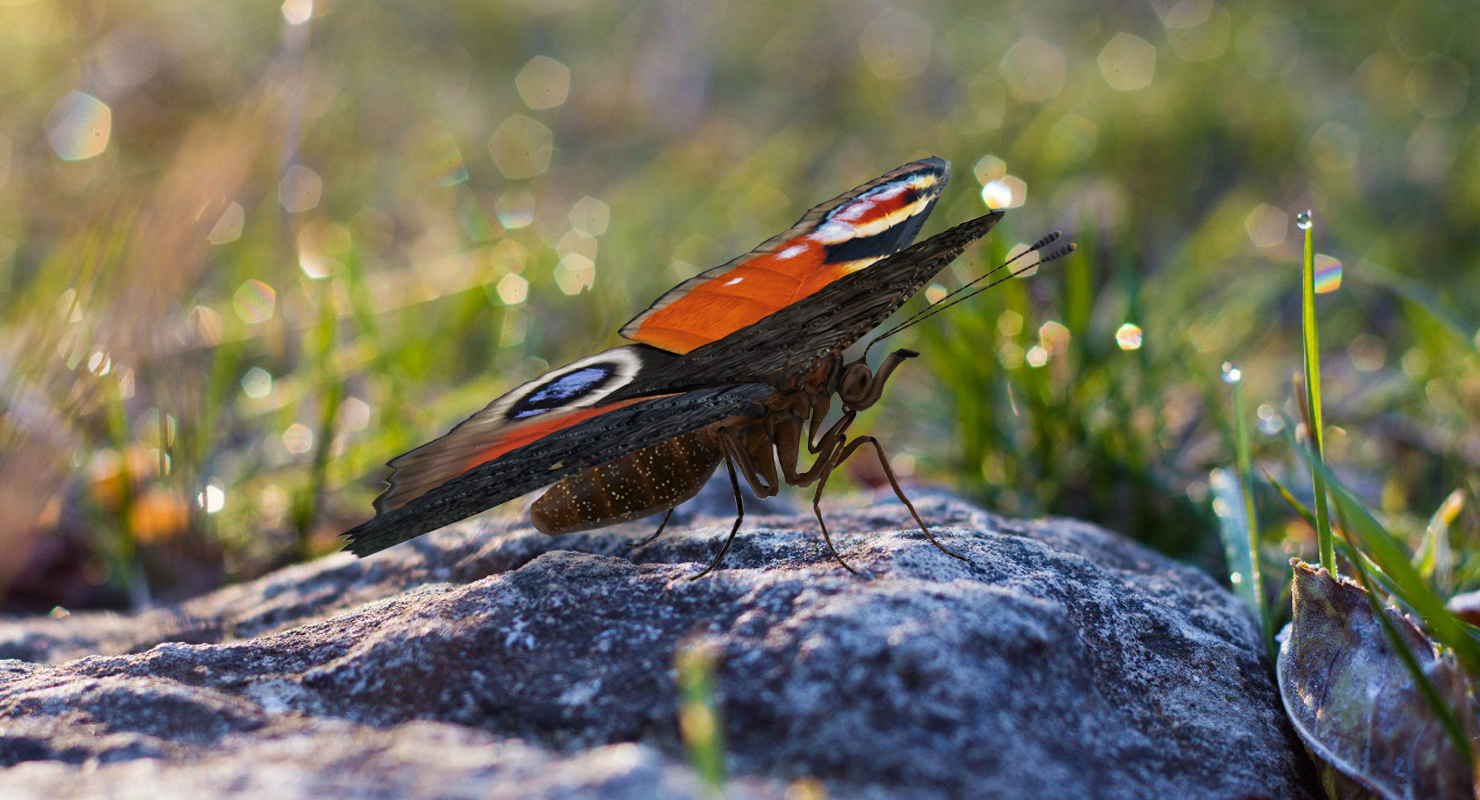 European Peacock Butterfly Sitting Pose 3D model