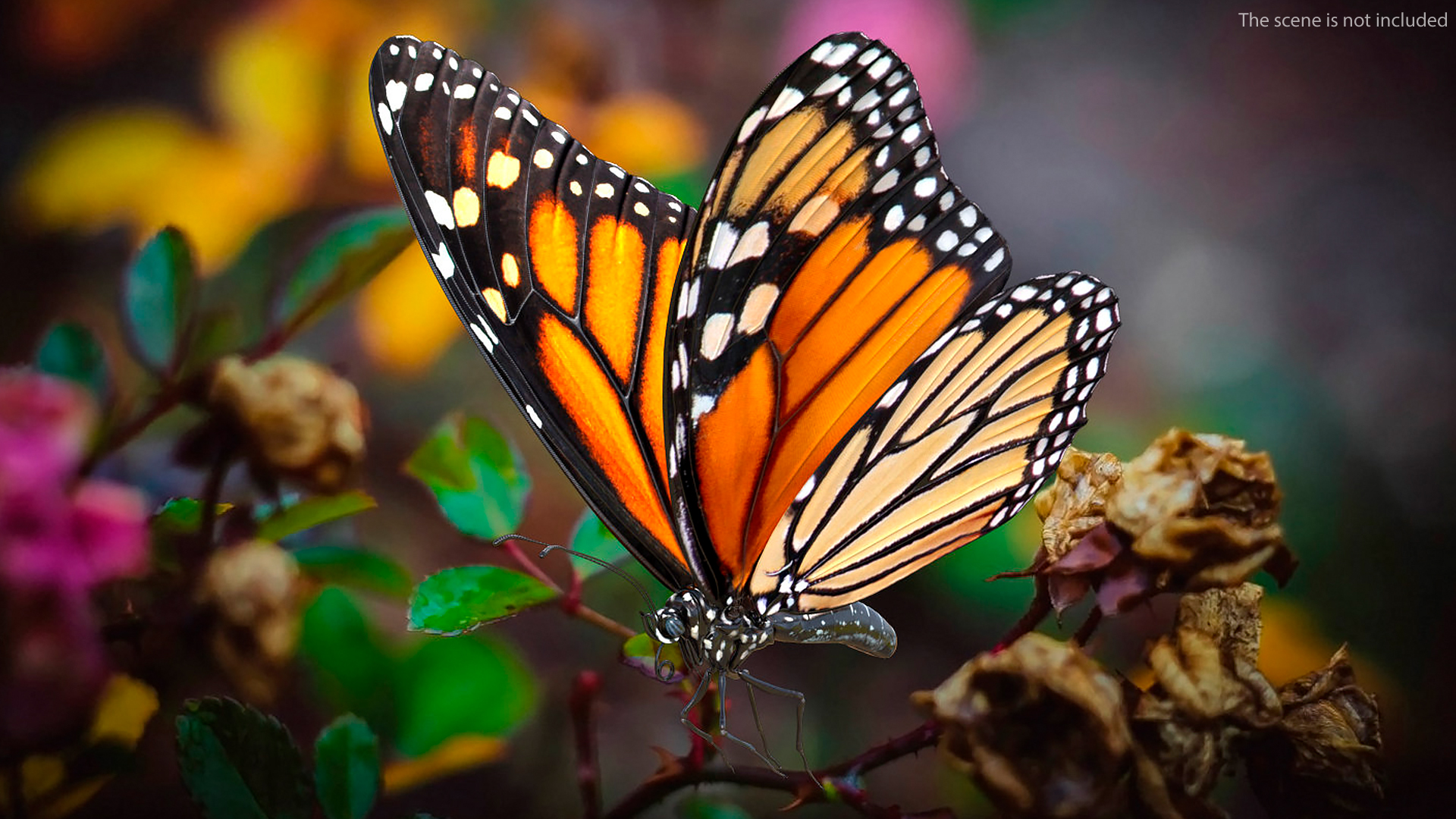 Animated Monarch Butterfly Collects Nectar Rigged 3D model