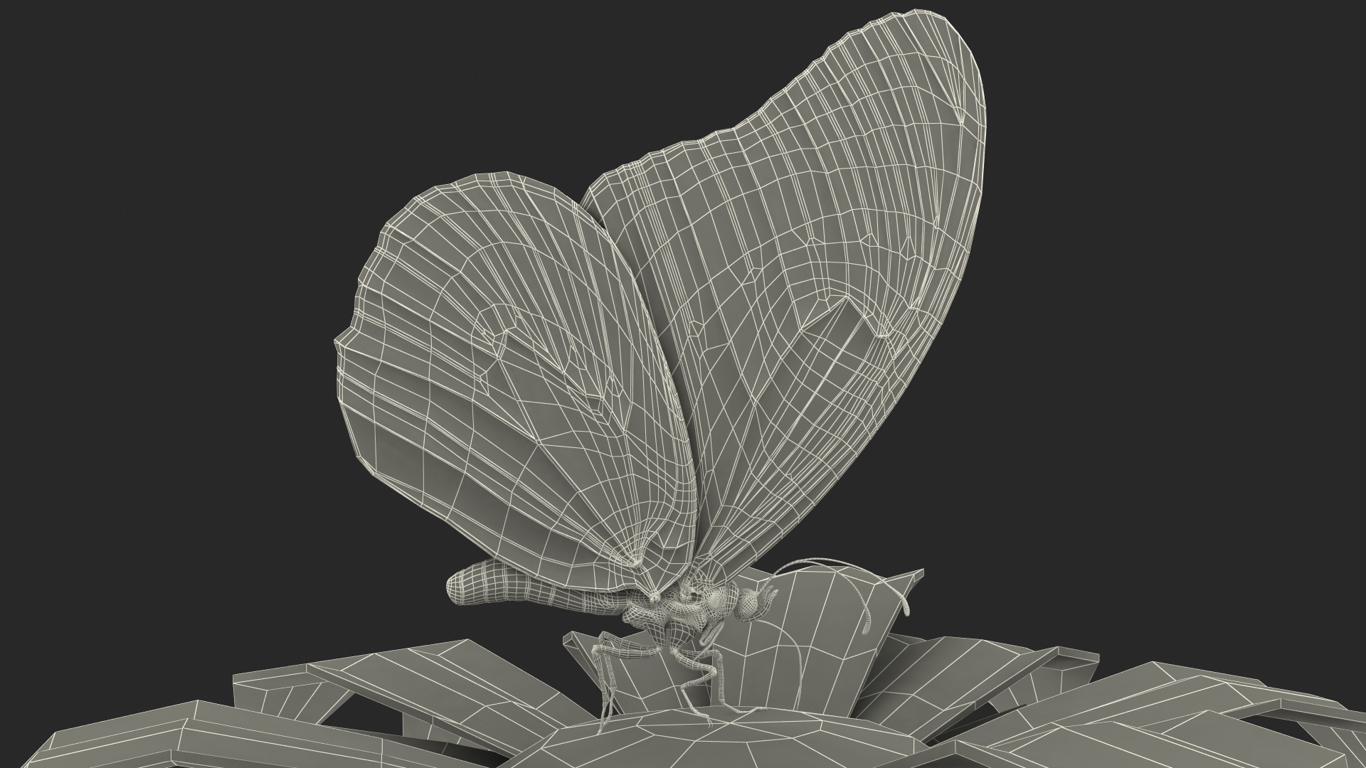 Animated Monarch Butterfly Collects Nectar Rigged 3D model