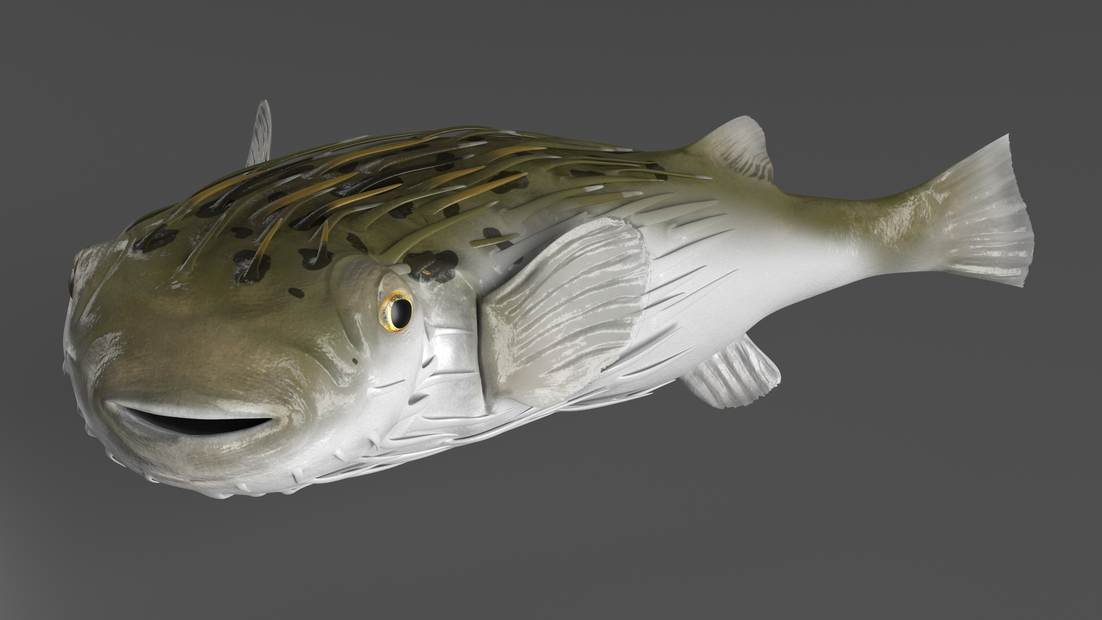 Puffer Fish Rigged for Cinema 4D 3D