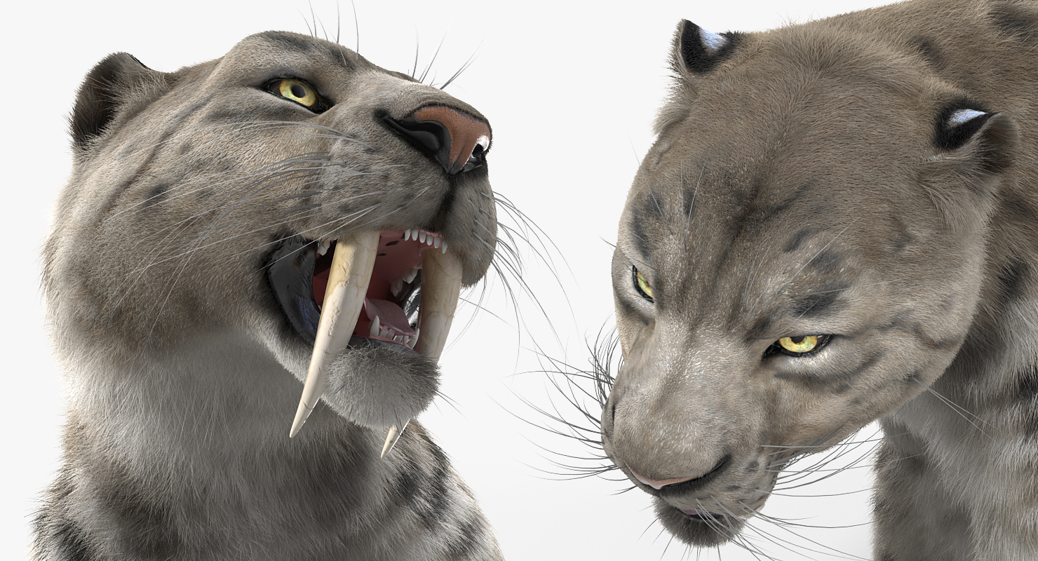 Arctic Saber Tooth Cat Walking Pose with Fur 3D model