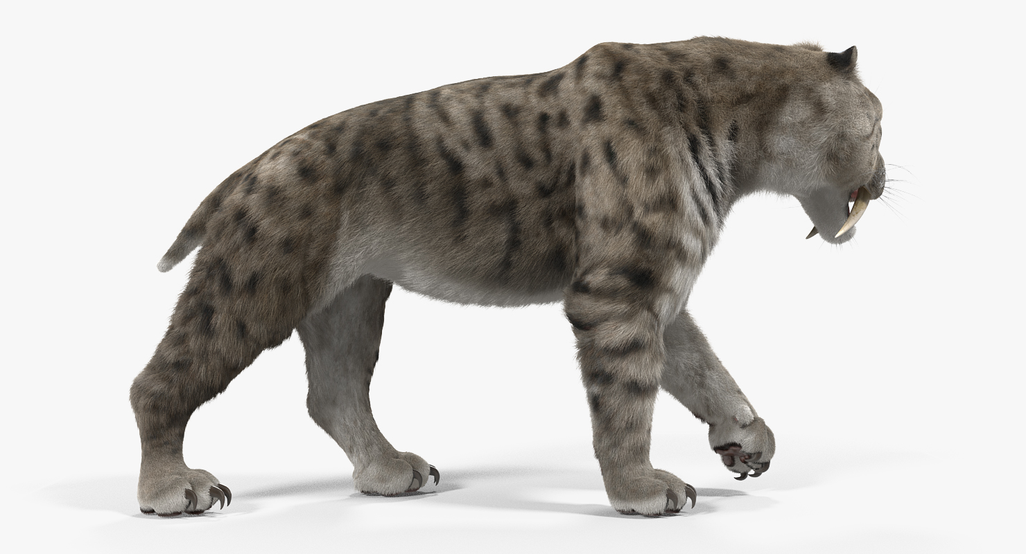 Arctic Saber Tooth Cat Walking Pose with Fur 3D model