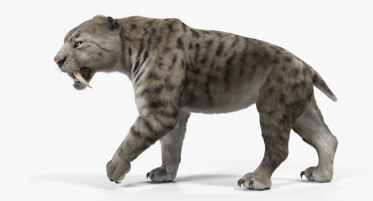 Arctic Saber Tooth Cat Walking Pose with Fur 3D model