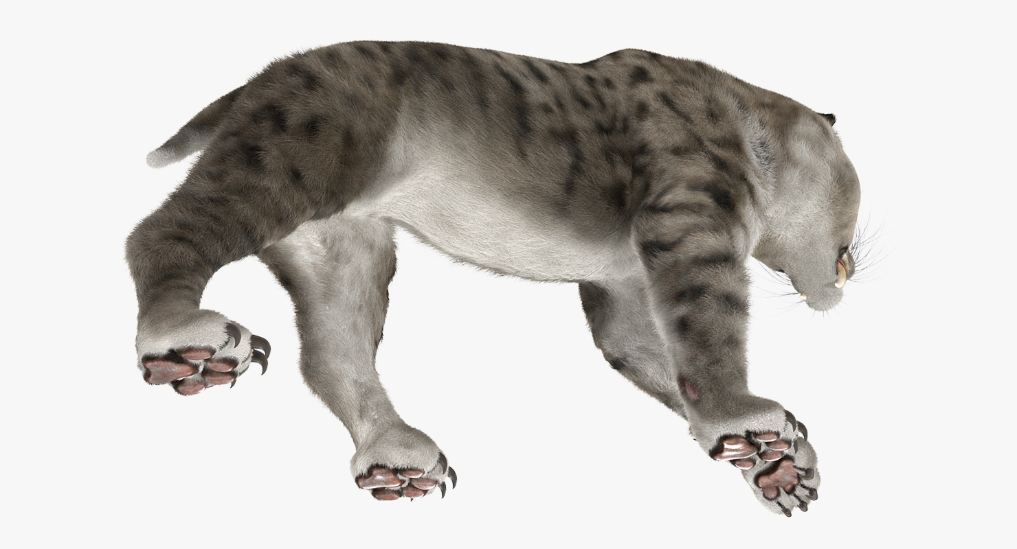 Arctic Saber Tooth Cat Walking Pose with Fur 3D model