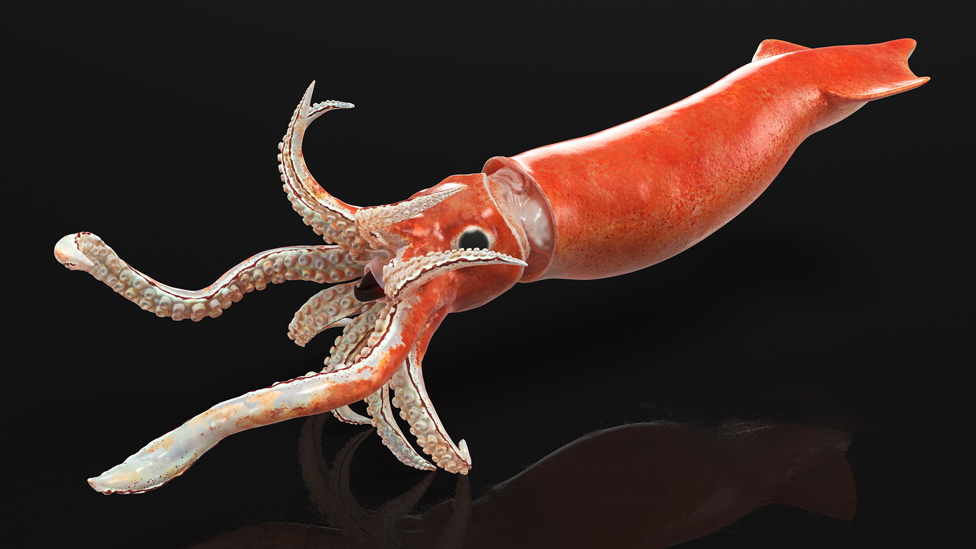 3D model Arrow Squid Doryteuthis Plei Rigged