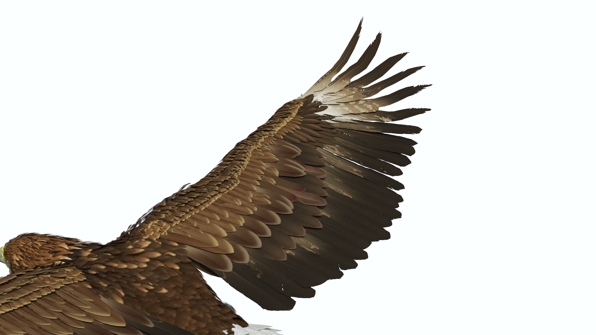 Realistic Golden Eagle Flying 3D model