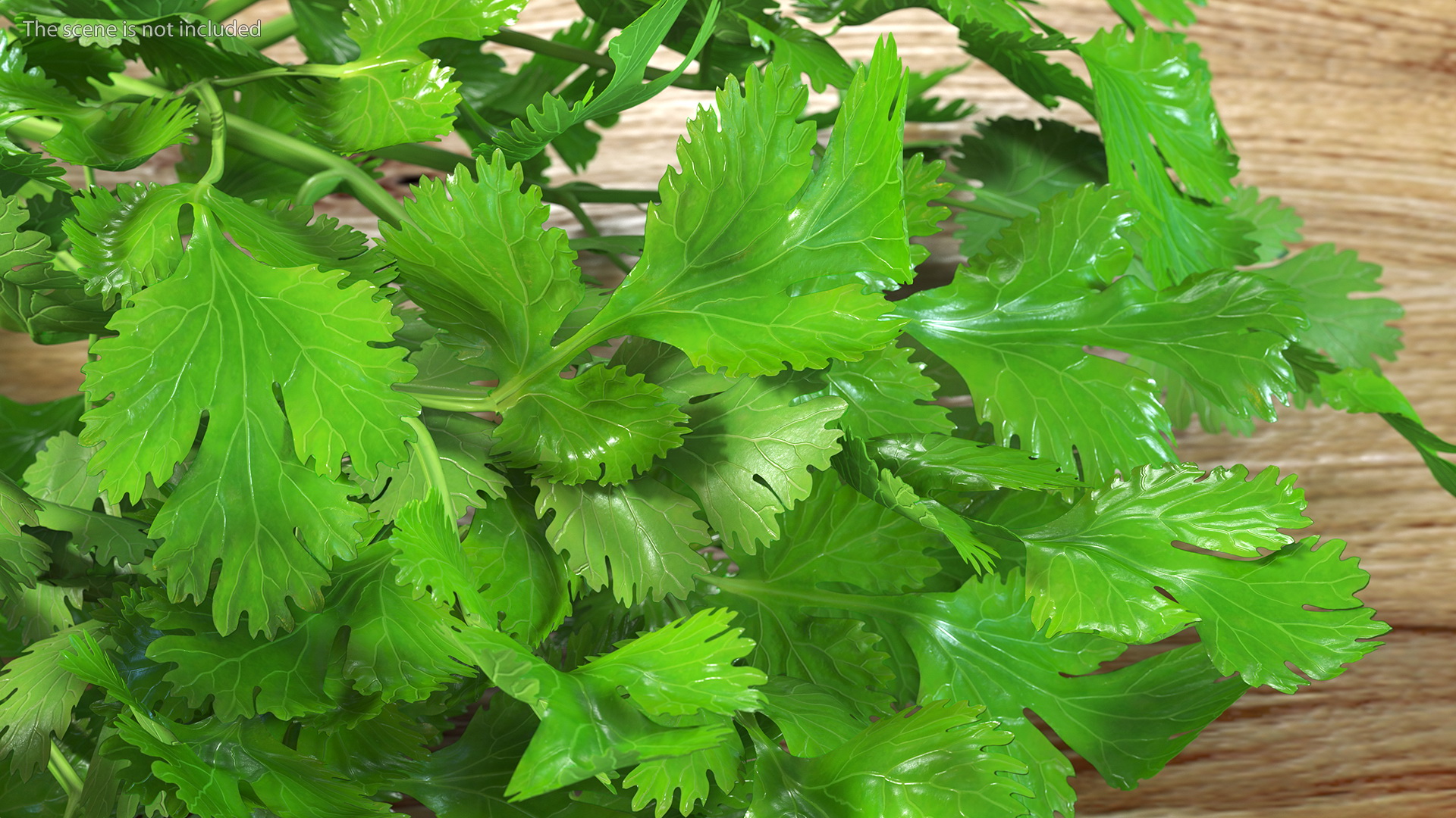 Cilantro Bunch 3D model