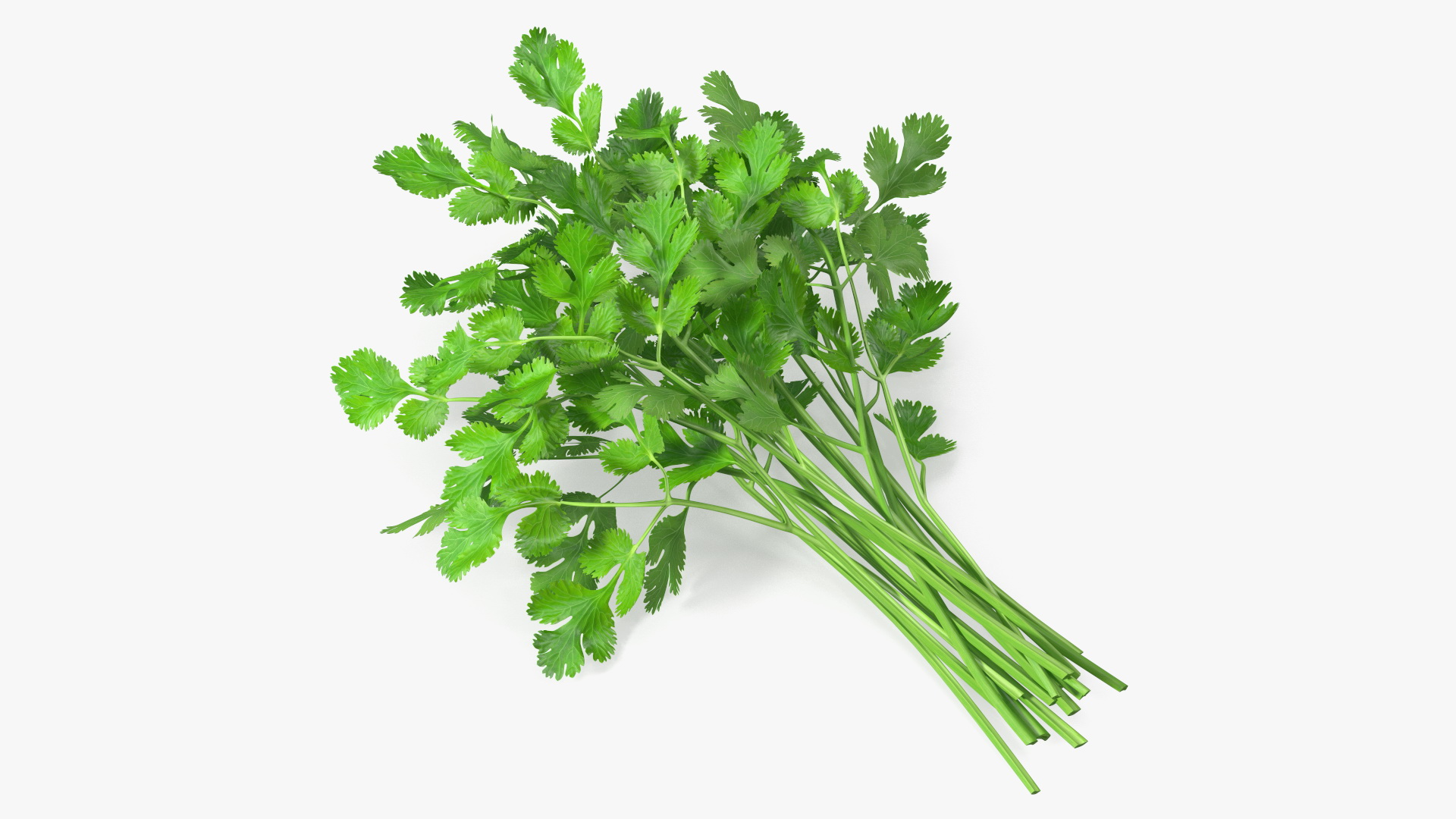 Cilantro Bunch 3D model