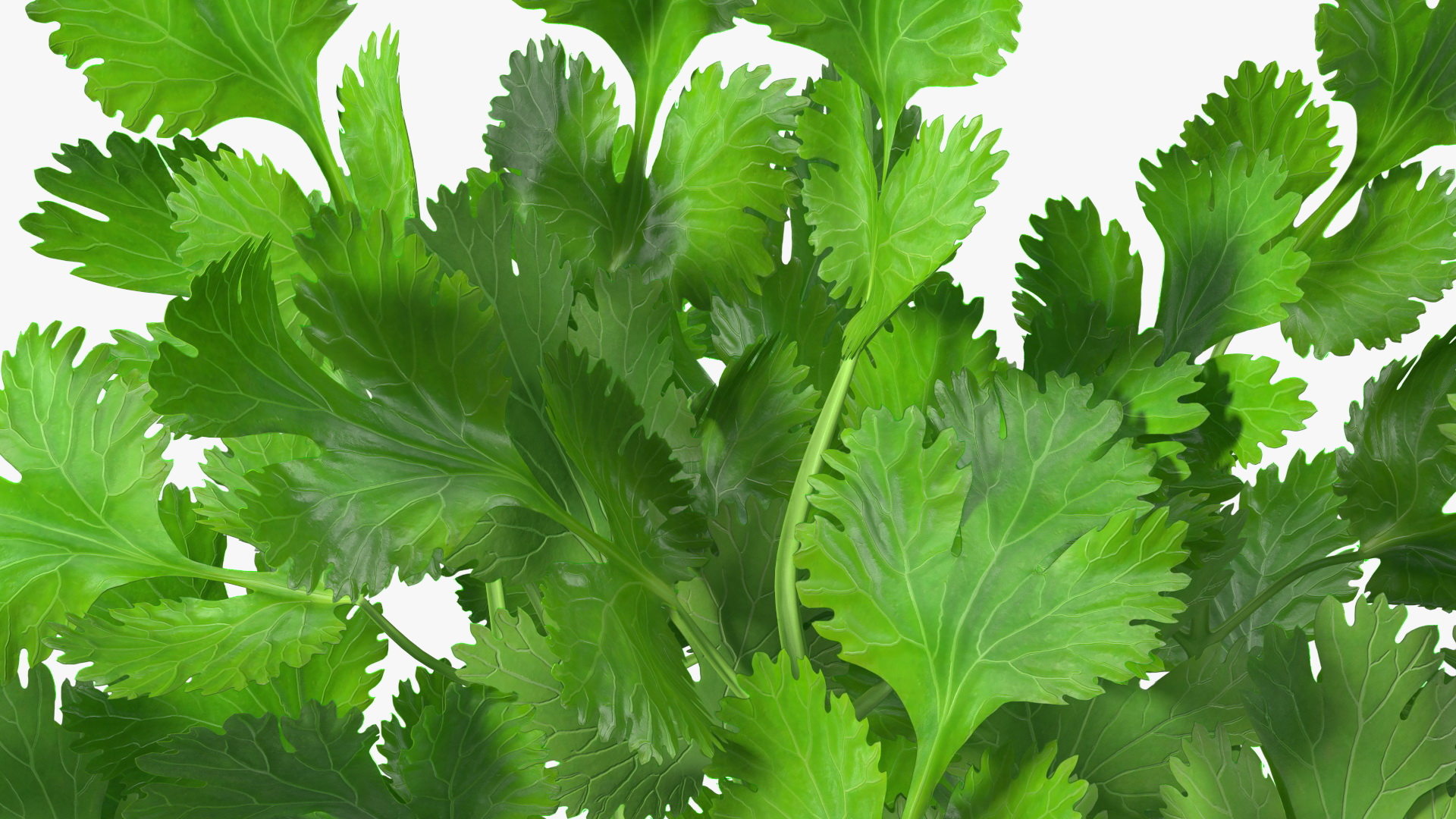 Cilantro Bunch 3D model