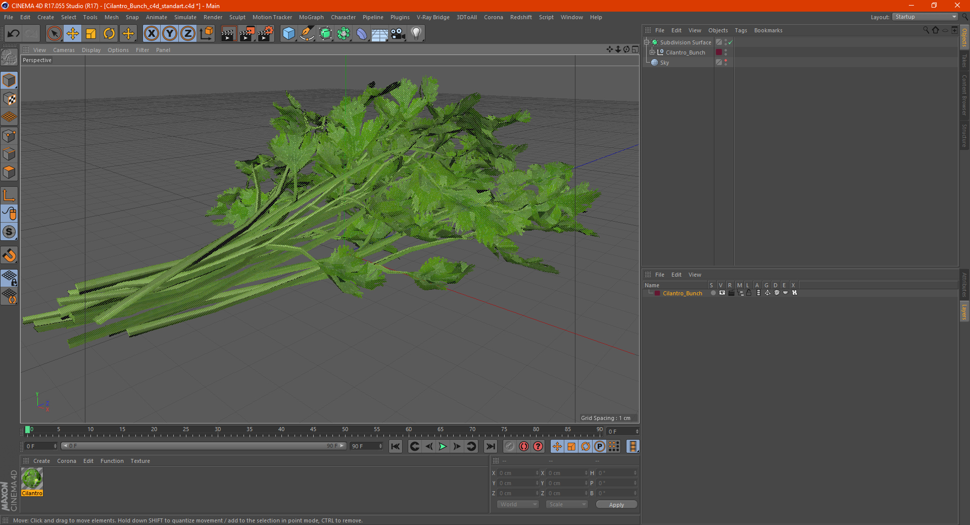 Cilantro Bunch 3D model