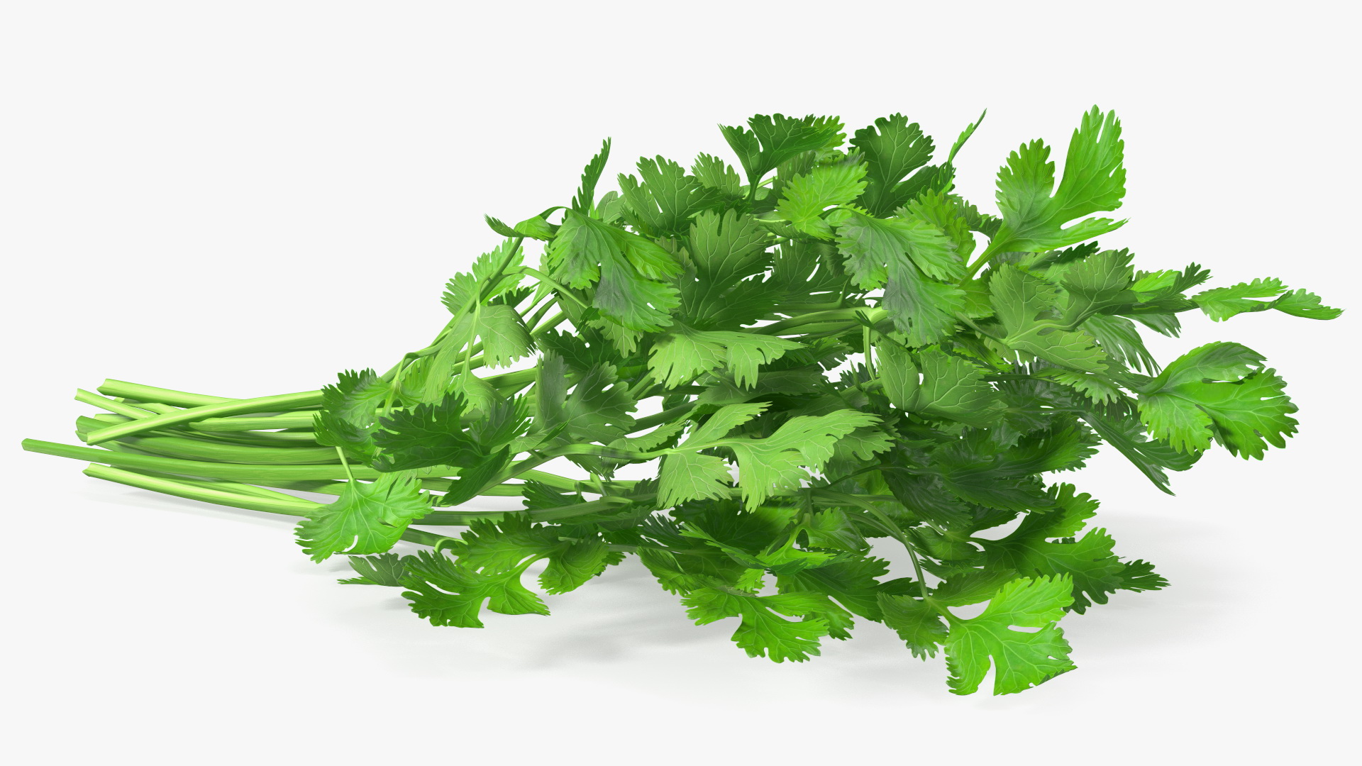 Cilantro Bunch 3D model